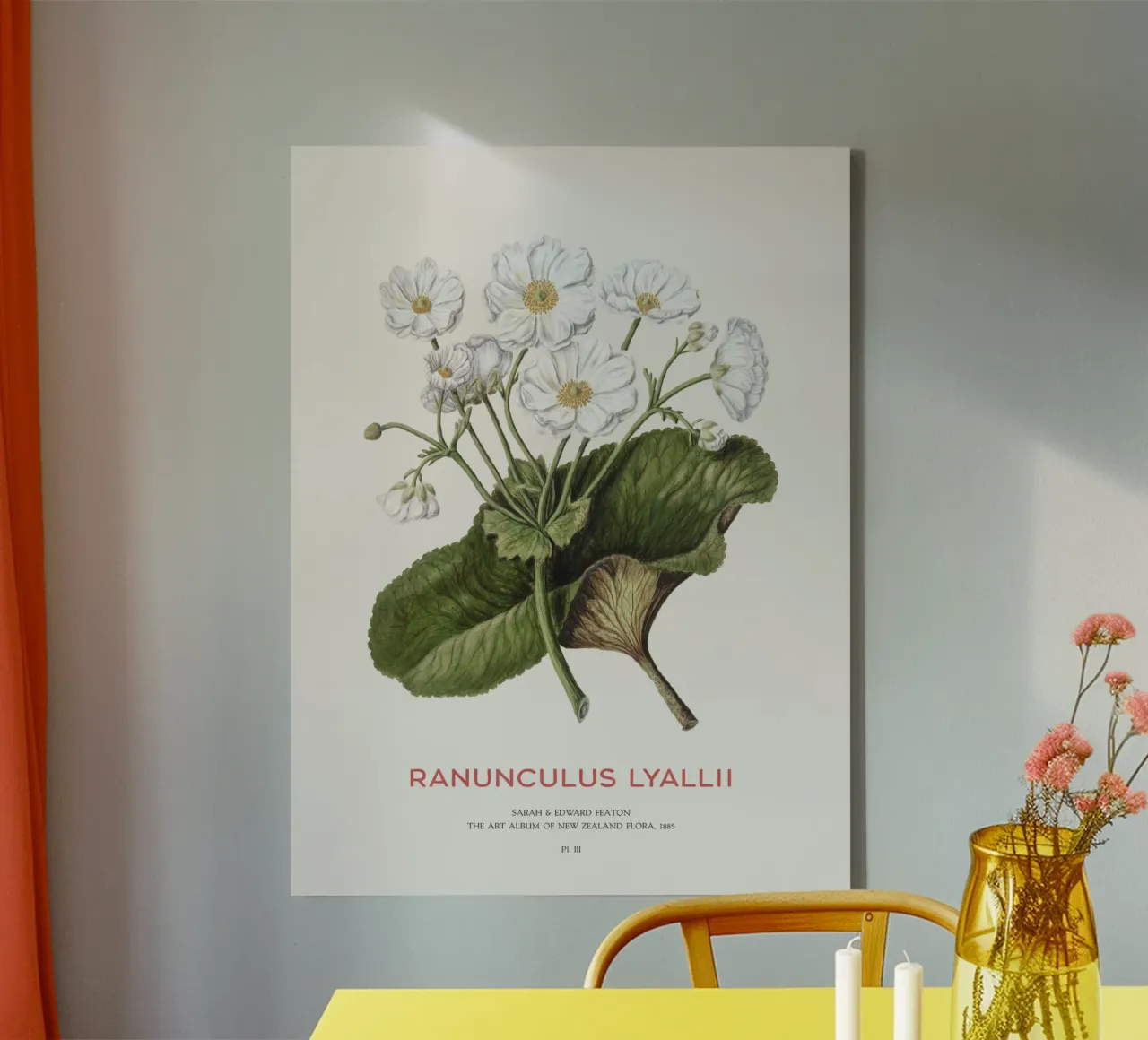 Giglio di Mount Cook o Ranunculus lyallii tela con Cornice a cassetta da Vintagrafica