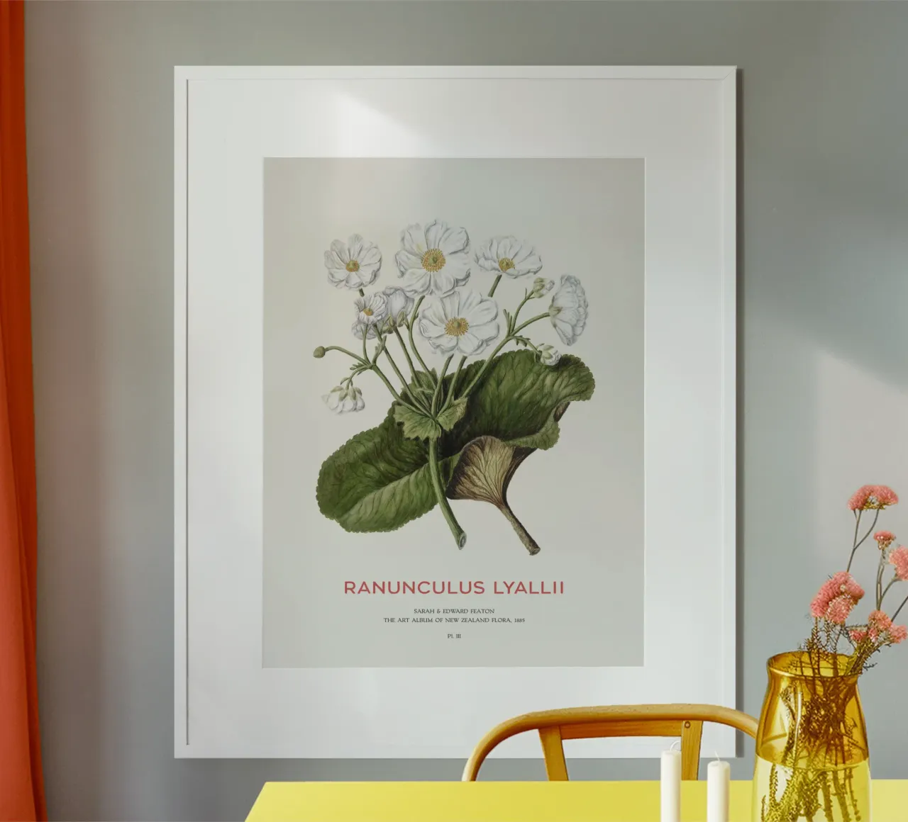 Mount Cook lily or Ranunculus lyallii hahnemühle by Vintagrafica