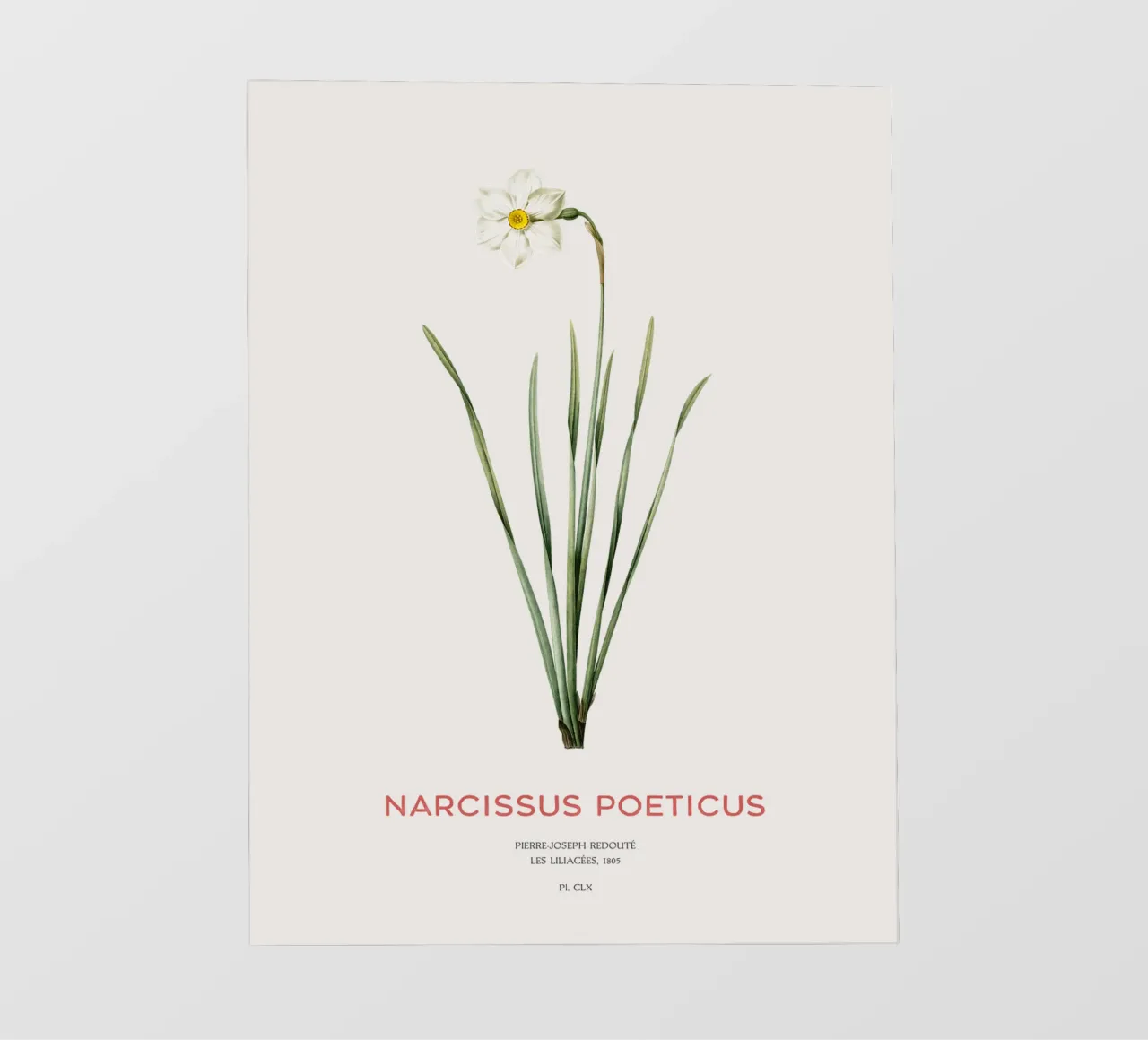 Narciso poetico o Narcissus poeticus pellicola backlit da Vintagrafica