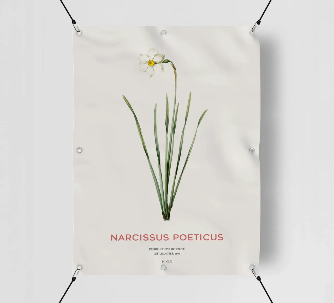 Narciso poetico o Narcissus poeticus telo in pvc da Vintagrafica