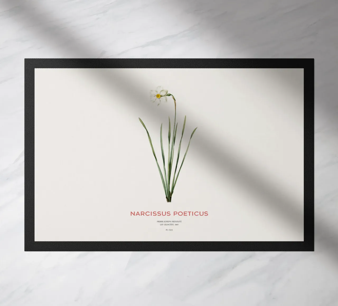 Narciso poetico o Narcissus poeticus zerbino da Vintagrafica