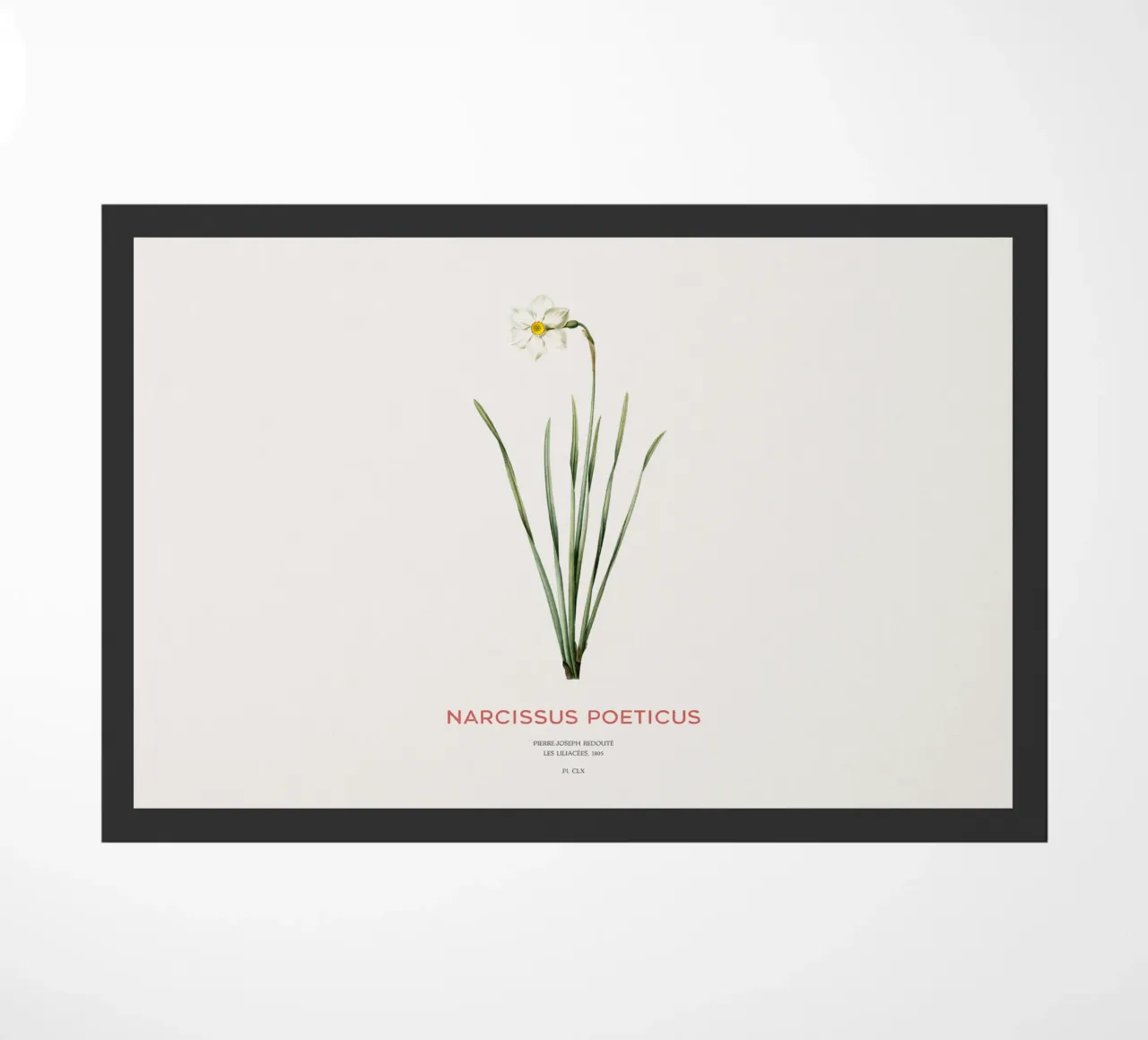 Narciso poetico o Narcissus poeticus zerbino da Vintagrafica
