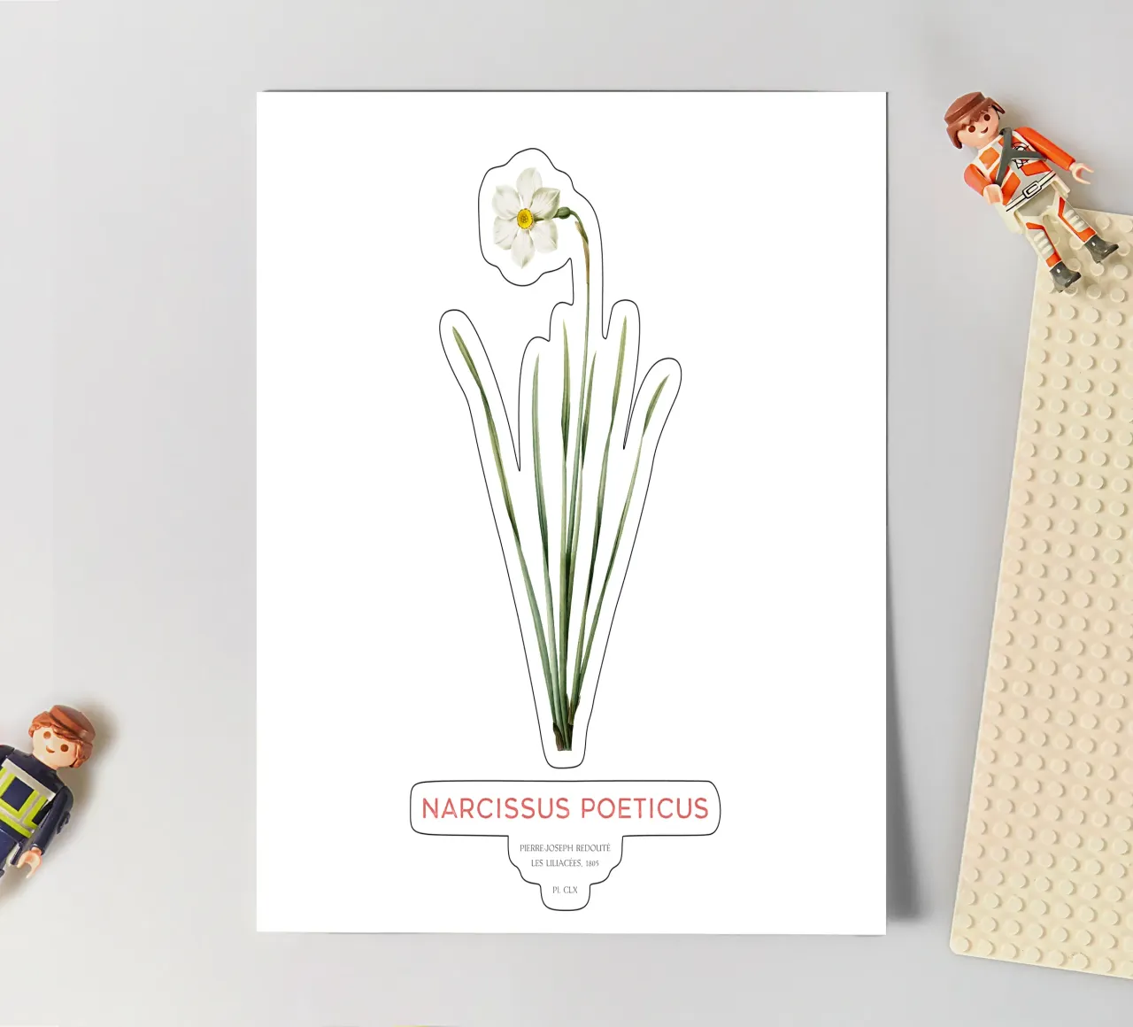 Poet's narcissus or Narcissus poeticus sticker sheet by Vintagrafica