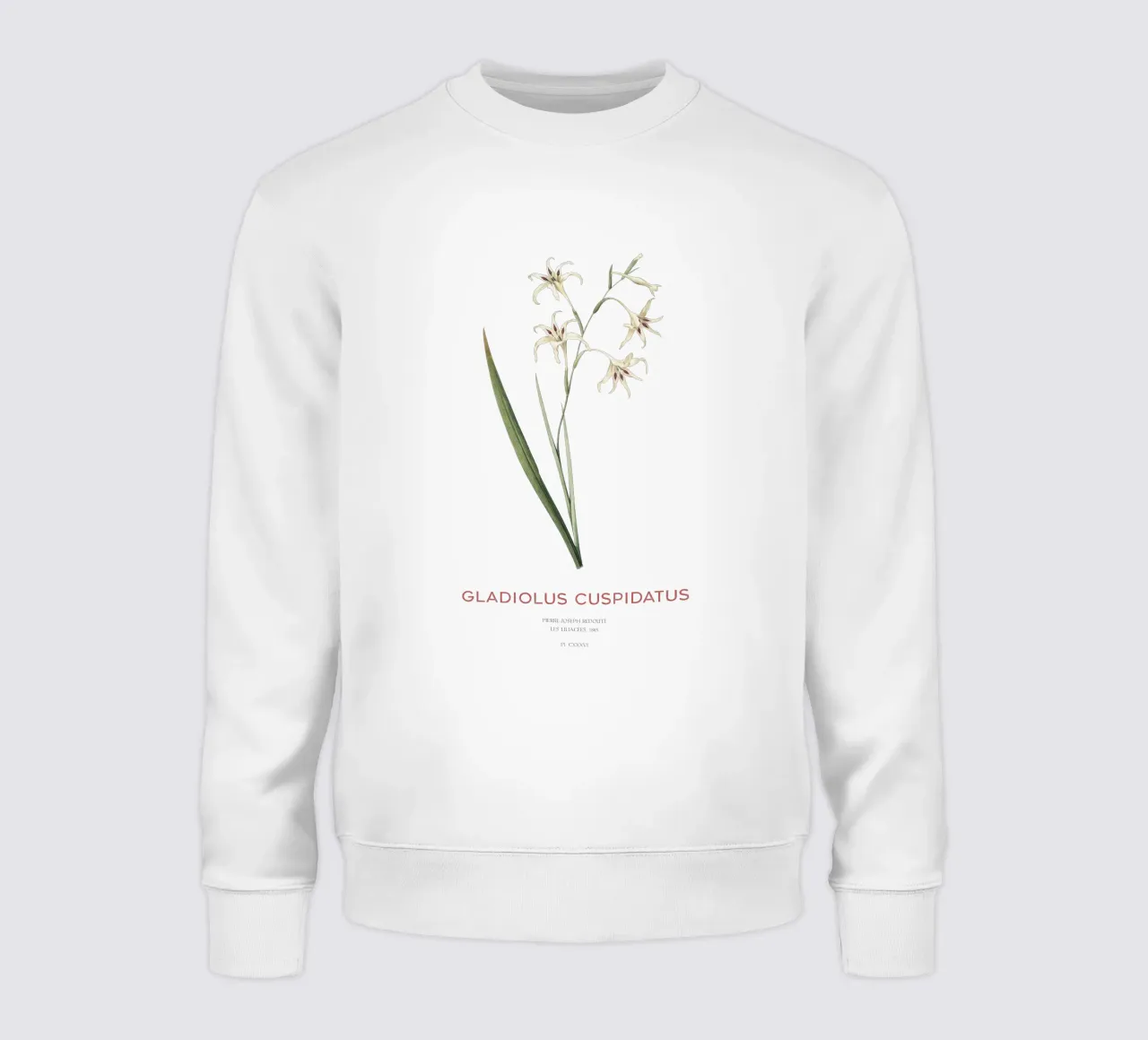 Wilde Gladiole oder Gladiolus cuspidatus Sweatshirt von Vintagrafica