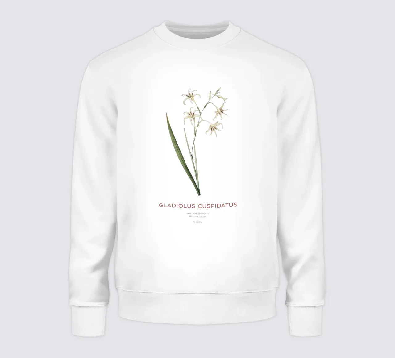Wilde Gladiole oder Gladiolus cuspidatus Sweatshirt von Vintagrafica