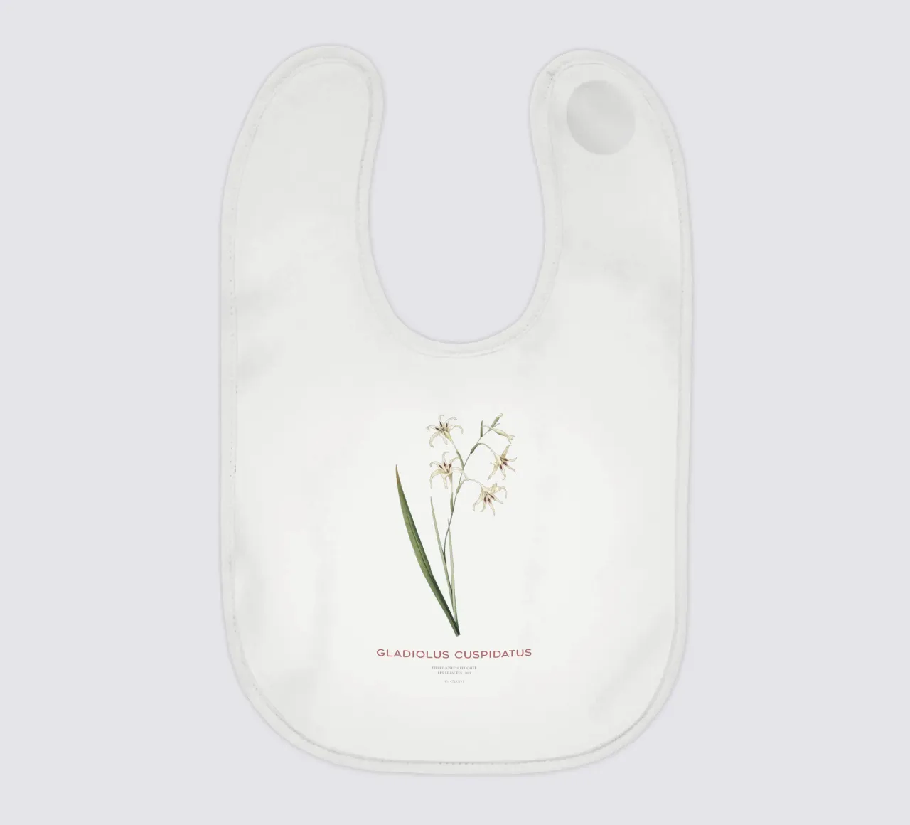 Wilde Gladiole oder Gladiolus cuspidatus Babylätzchen von Vintagrafica