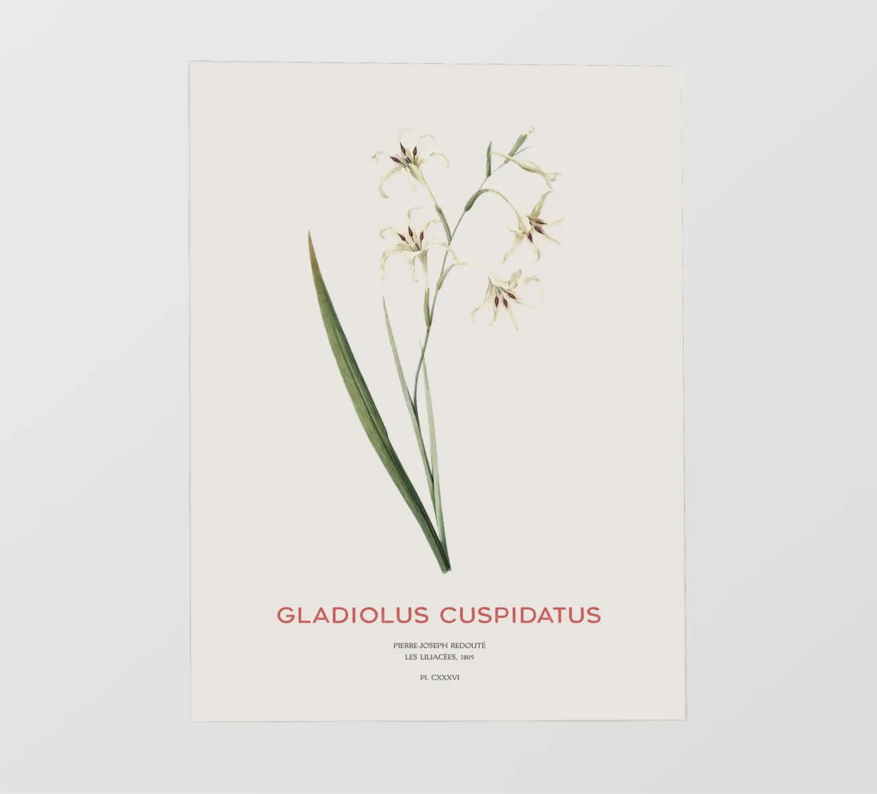 Wilde Gladiole oder Gladiolus cuspidatus Backlit Folie von Vintagrafica
