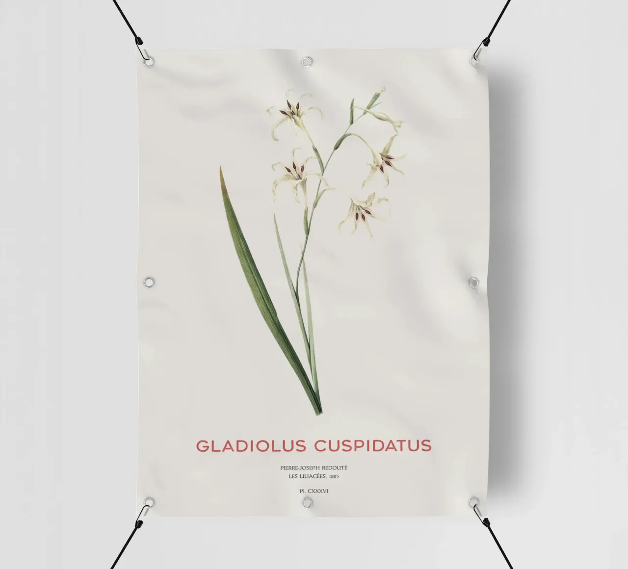 Wilde Gladiole oder Gladiolus cuspidatus PVC Plane von Vintagrafica