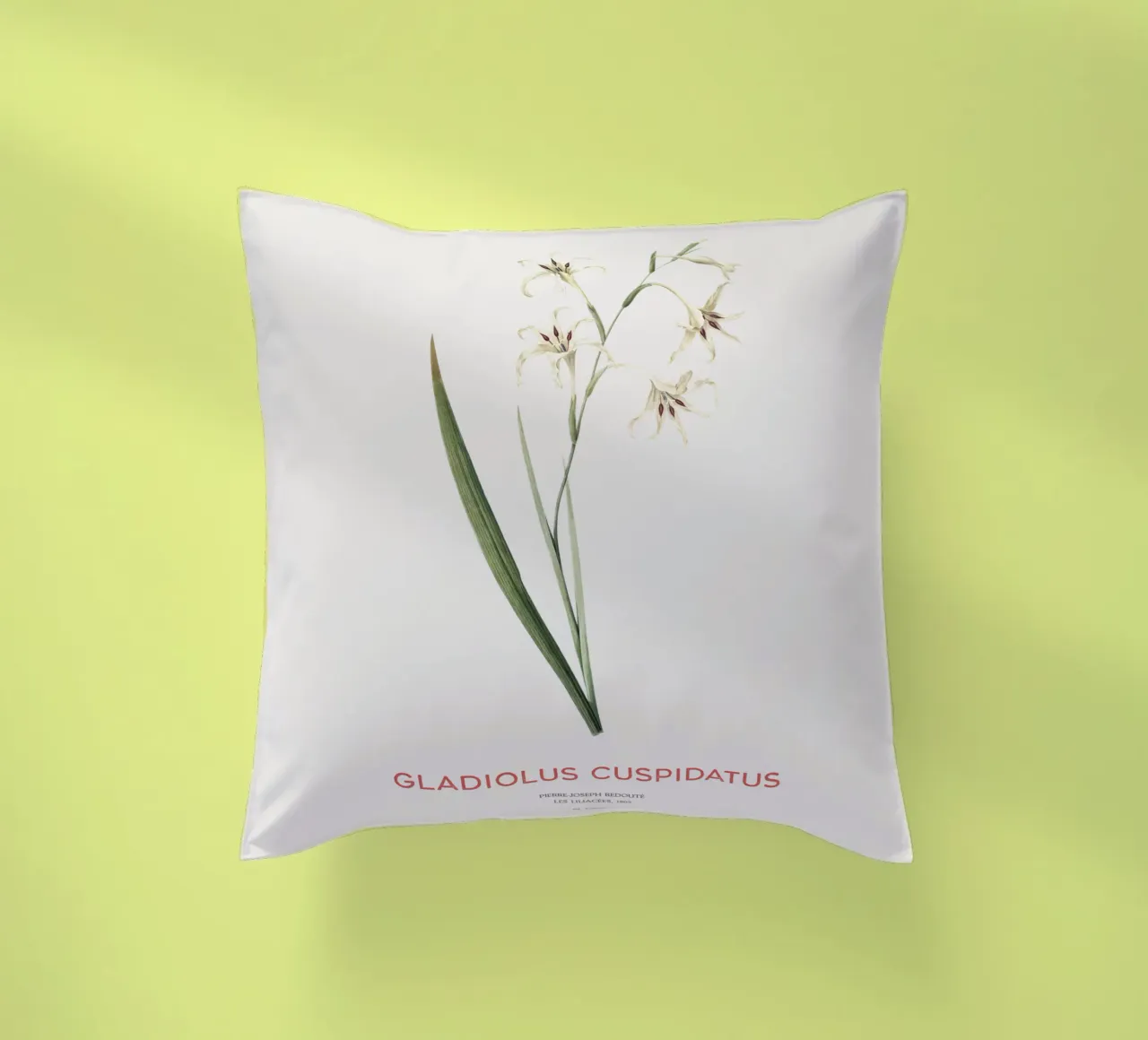 Gladiolo selvatico o Gladiolus cuspidatus cuscino da Vintagrafica