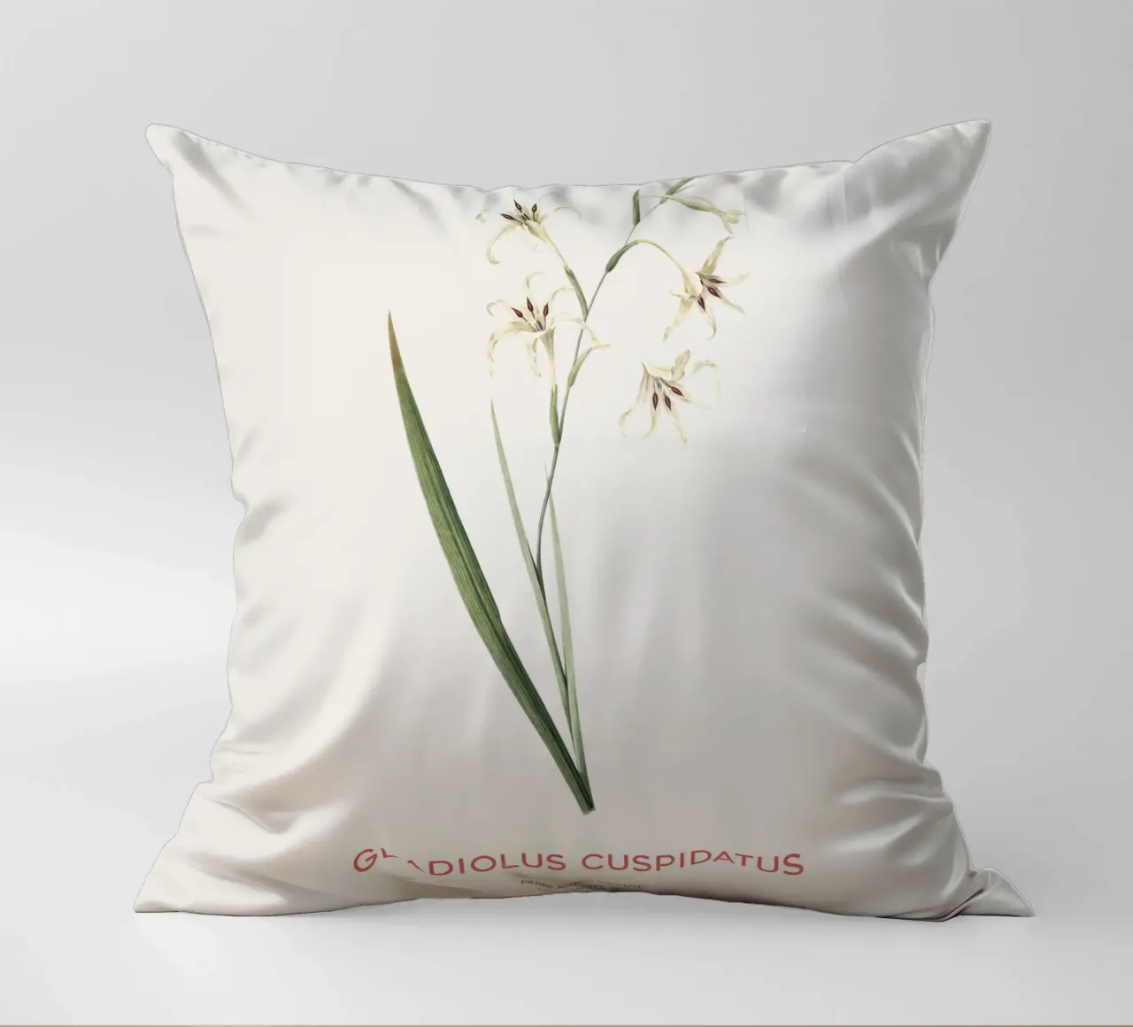 Gladiolo selvatico o Gladiolus cuspidatus cuscino da Vintagrafica