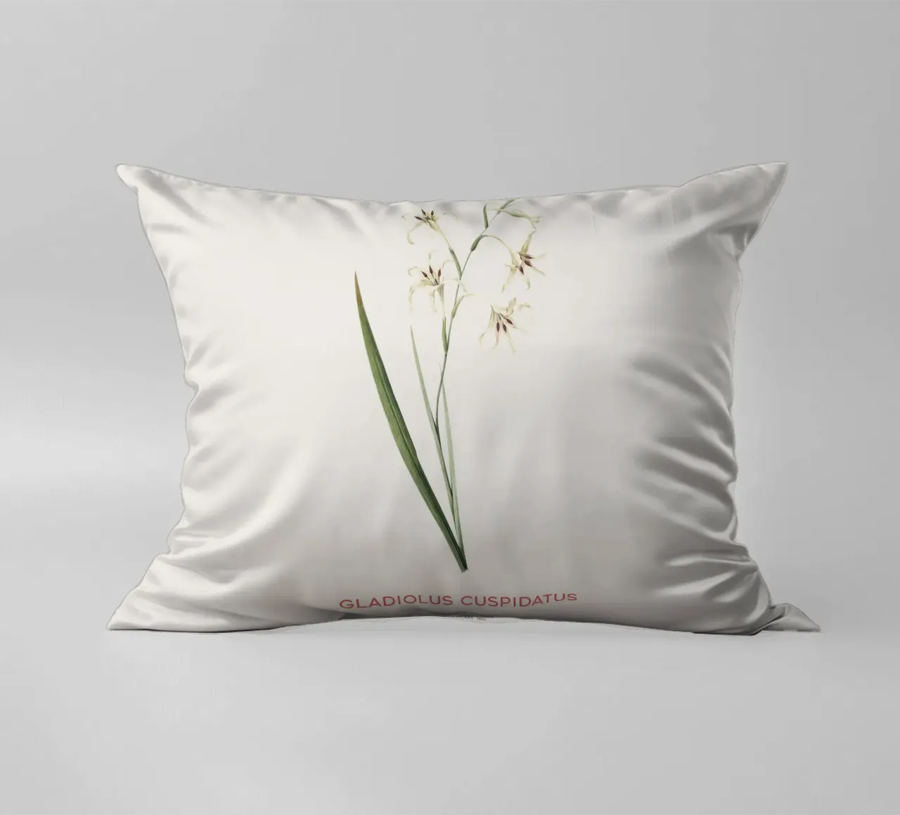 Gladiolo selvatico o Gladiolus cuspidatus cuscino da Vintagrafica