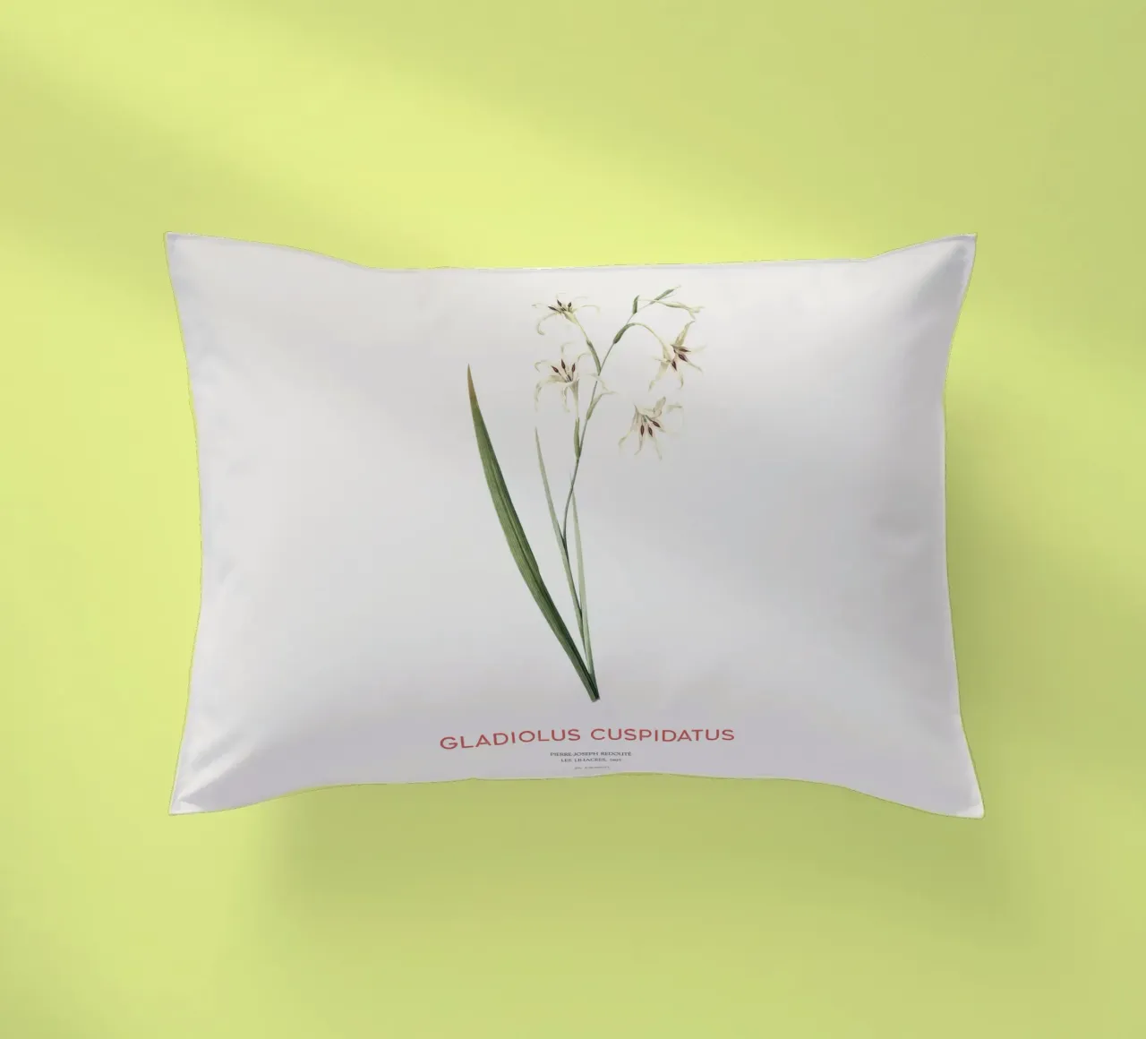 Gladiolo selvatico o Gladiolus cuspidatus cuscino da Vintagrafica