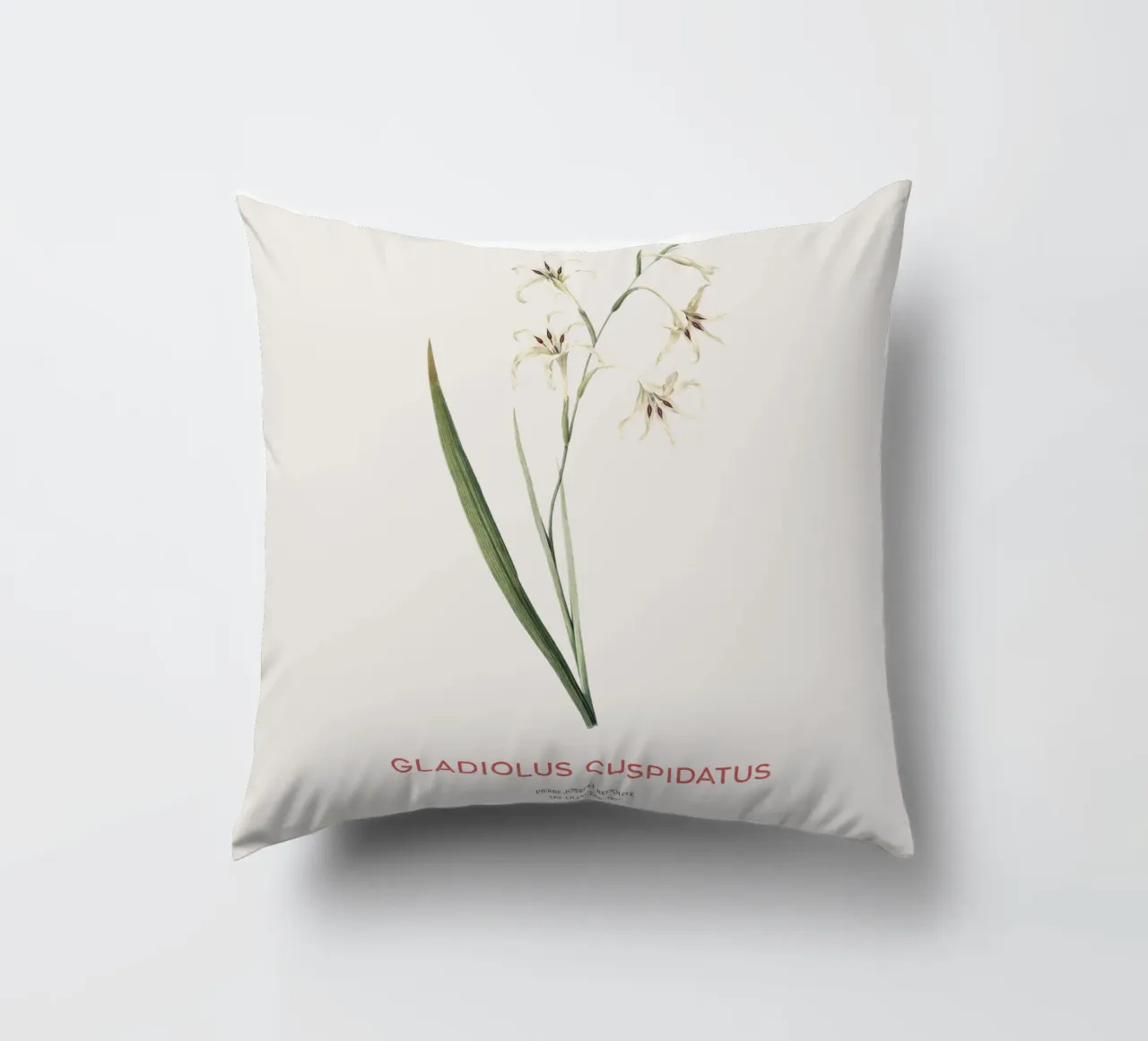 Gladiolo selvatico o Gladiolus cuspidatus cuscino da Vintagrafica