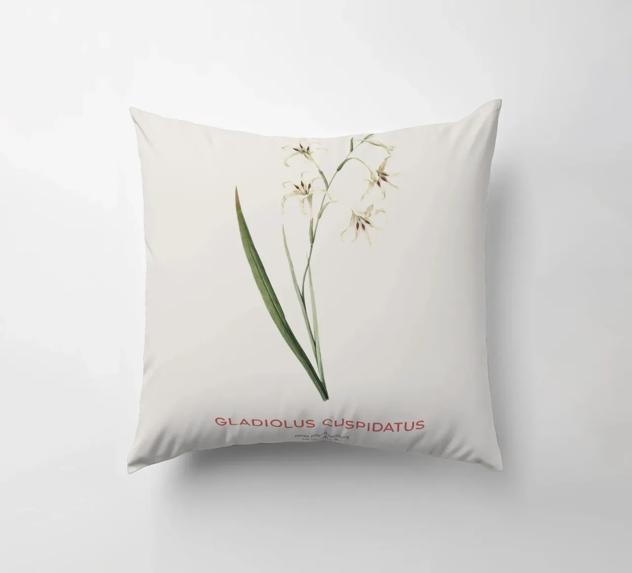 Gladiolo selvatico o Gladiolus cuspidatus cuscino da Vintagrafica