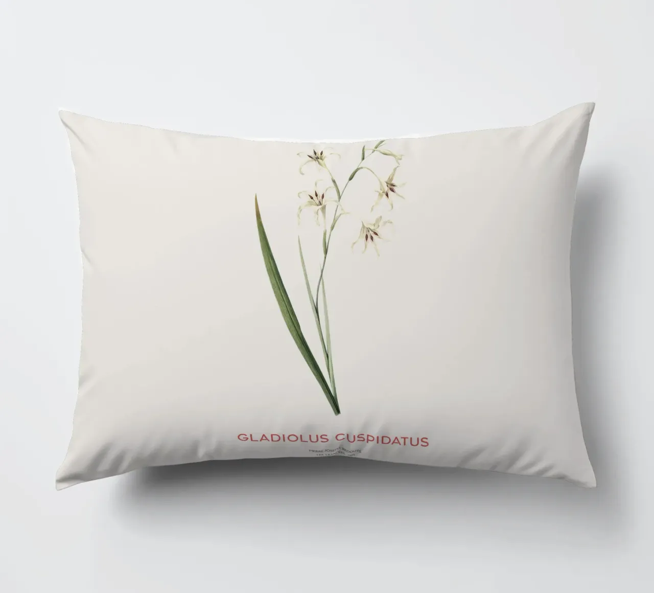 Gladiolo selvatico o Gladiolus cuspidatus cuscino da Vintagrafica