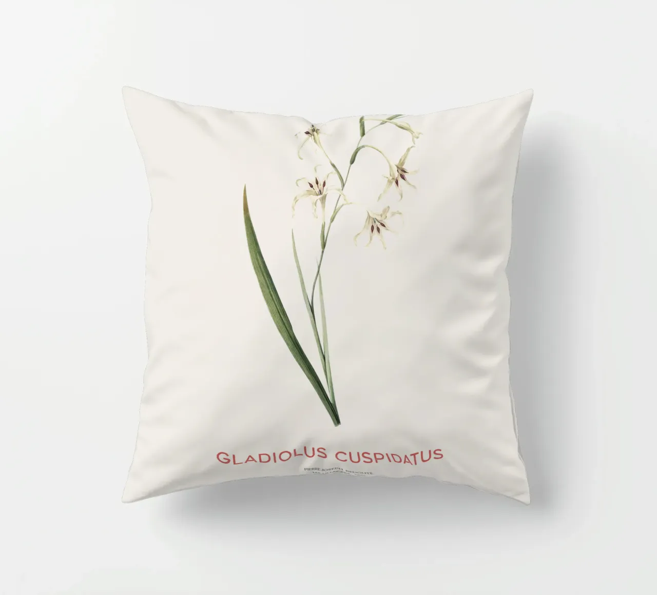 Gladiolo selvatico o Gladiolus cuspidatus cuscino da Vintagrafica