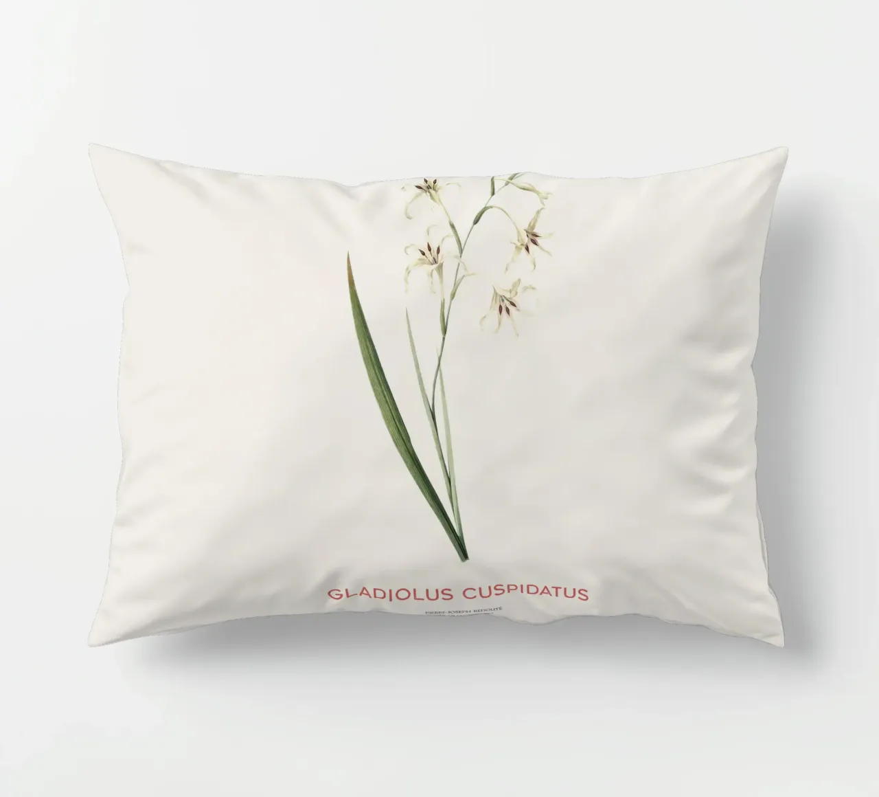 Gladiolo selvatico o Gladiolus cuspidatus cuscino da Vintagrafica