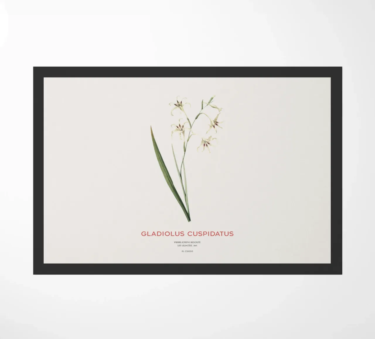 Wilde Gladiole oder Gladiolus cuspidatus Fußmatte von Vintagrafica