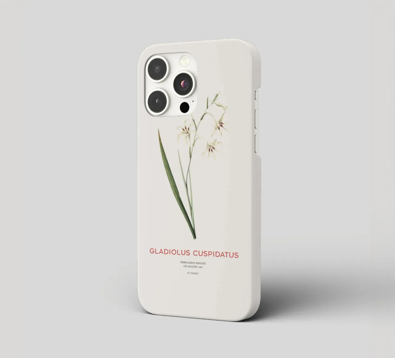 Wilde Gladiole oder Gladiolus cuspidatus iPhone Hülle von Vintagrafica