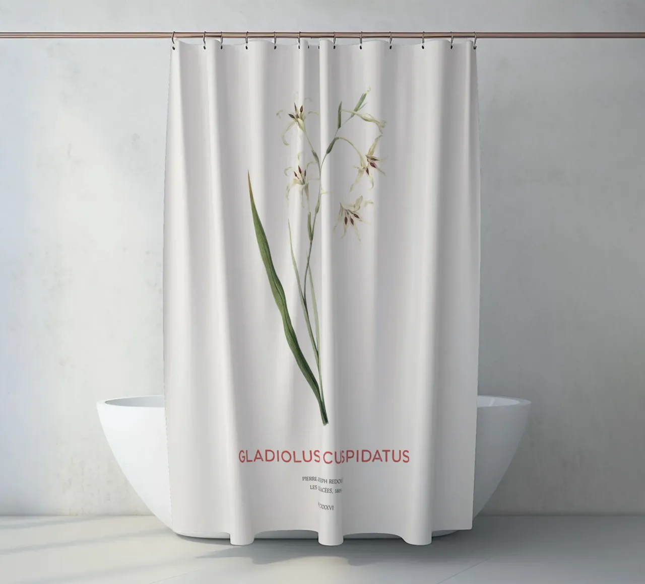 Wilde Gladiole oder Gladiolus cuspidatus Duschvorhang von Vintagrafica