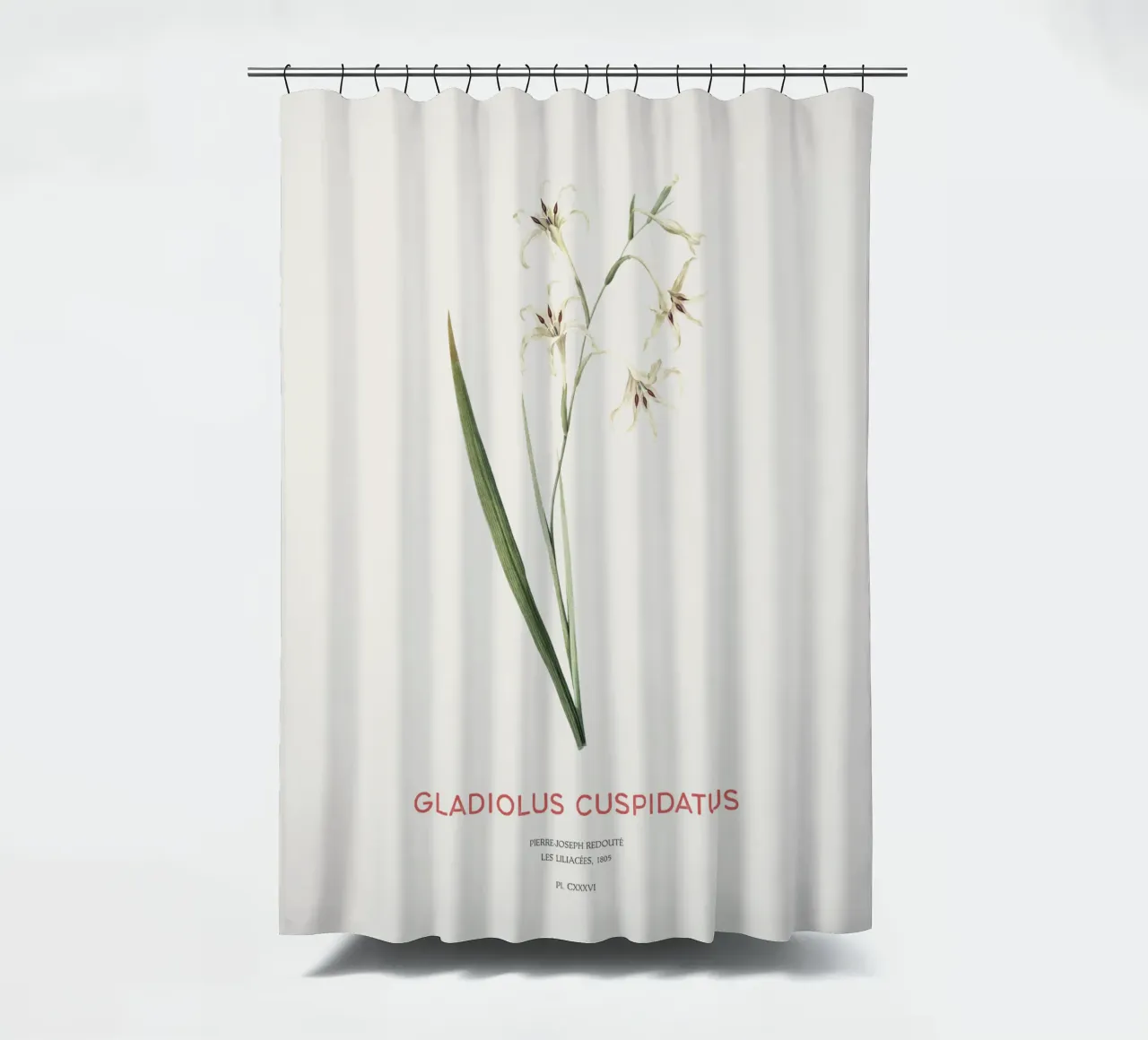 Wilde Gladiole oder Gladiolus cuspidatus Duschvorhang von Vintagrafica