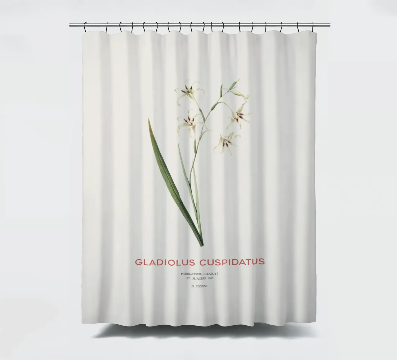 Wilde Gladiole oder Gladiolus cuspidatus Duschvorhang von Vintagrafica