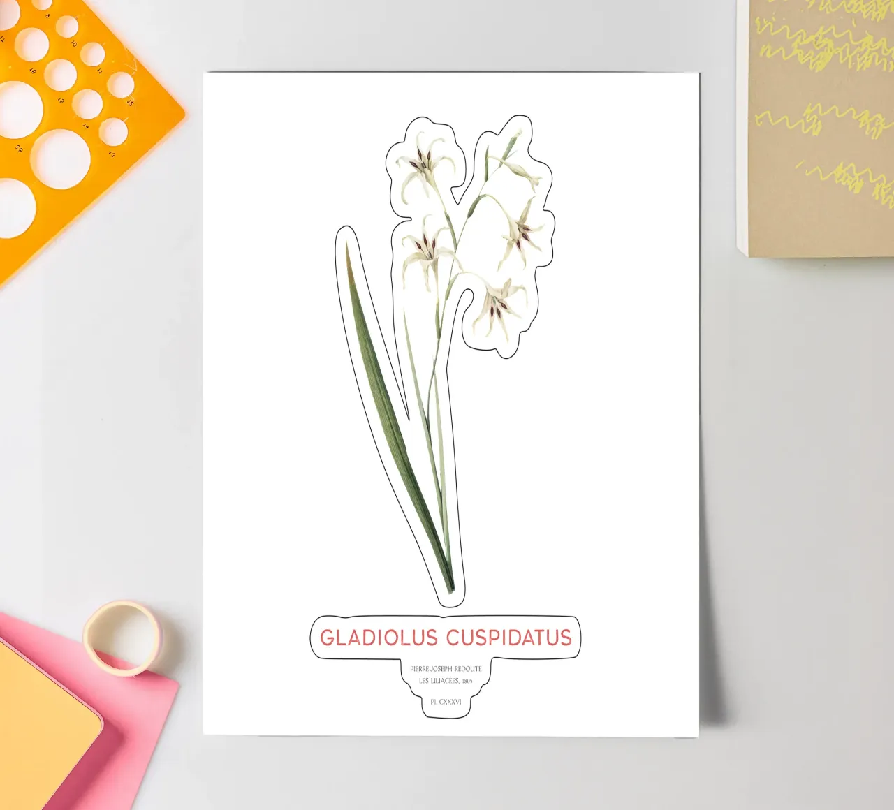 Wilde Gladiole oder Gladiolus cuspidatus Stickerbogen von Vintagrafica