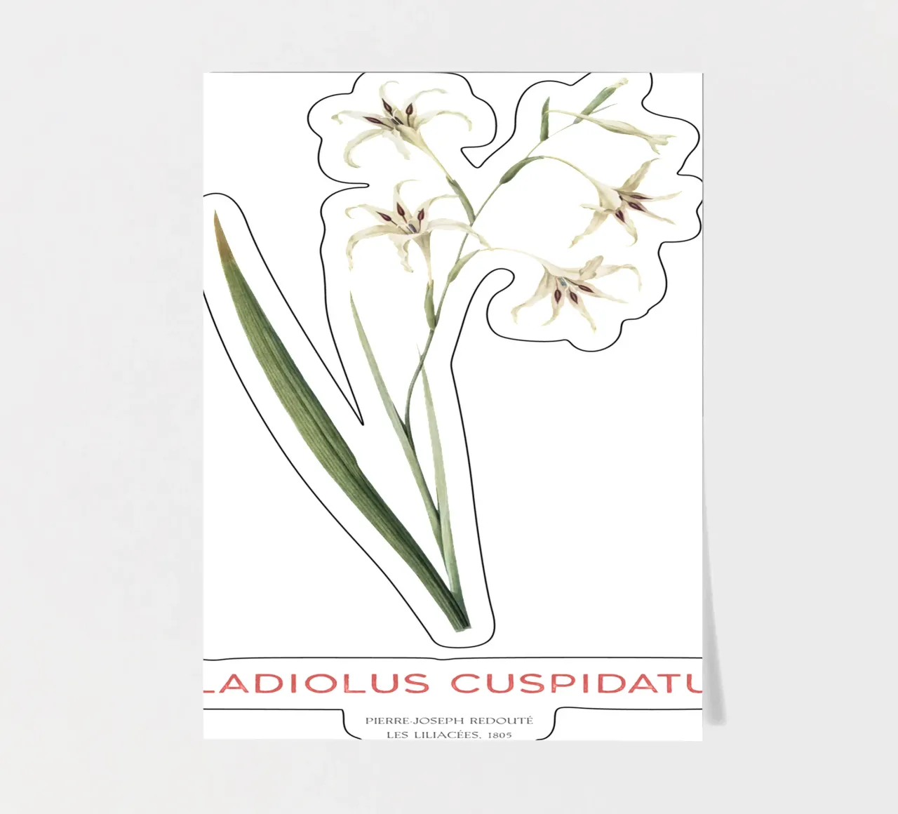 Wilde Gladiole oder Gladiolus cuspidatus Stickerbogen von Vintagrafica