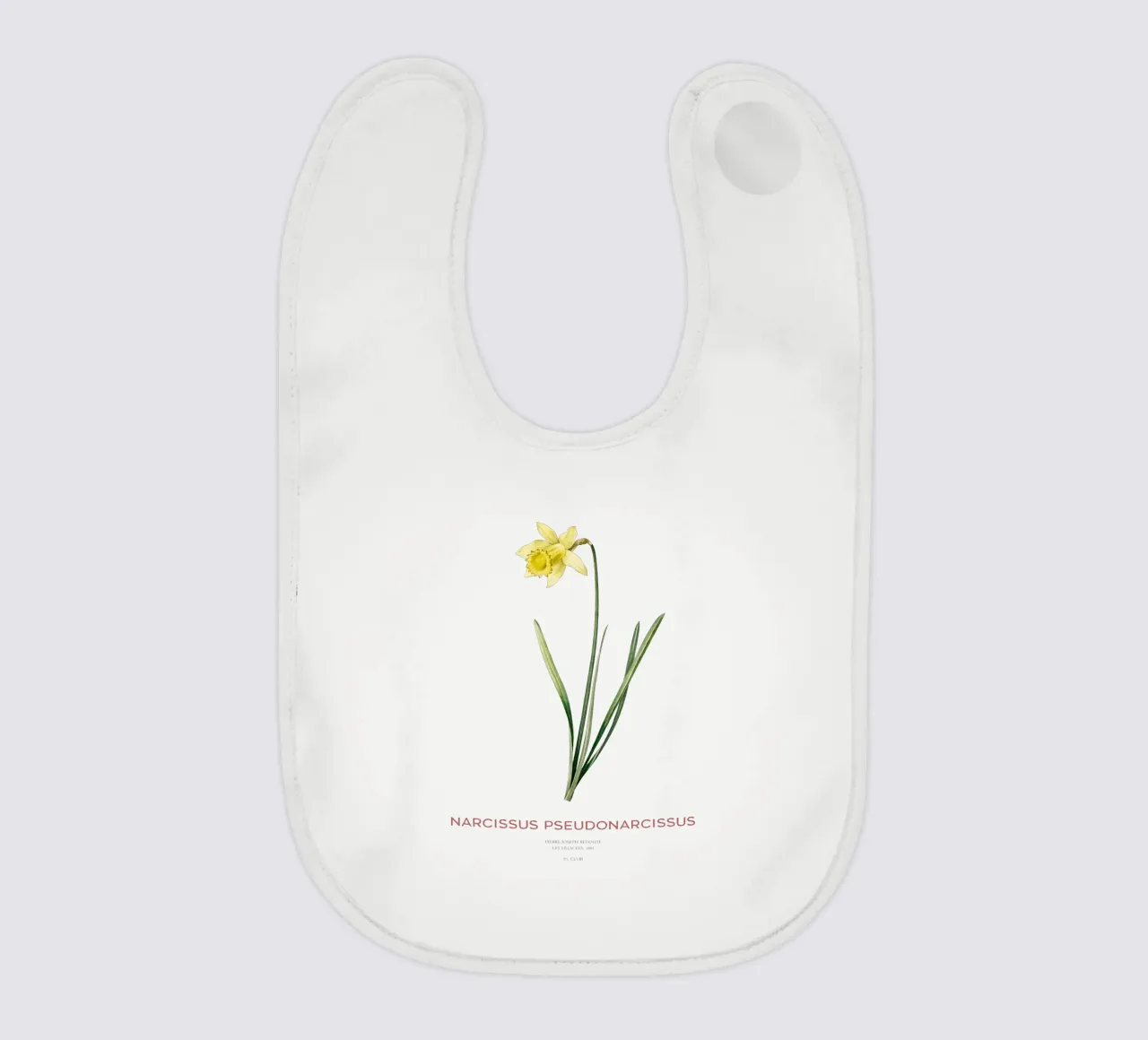 Giglio della quaresima o Narcissus pseudonarcissus bavaglino da Vintagrafica