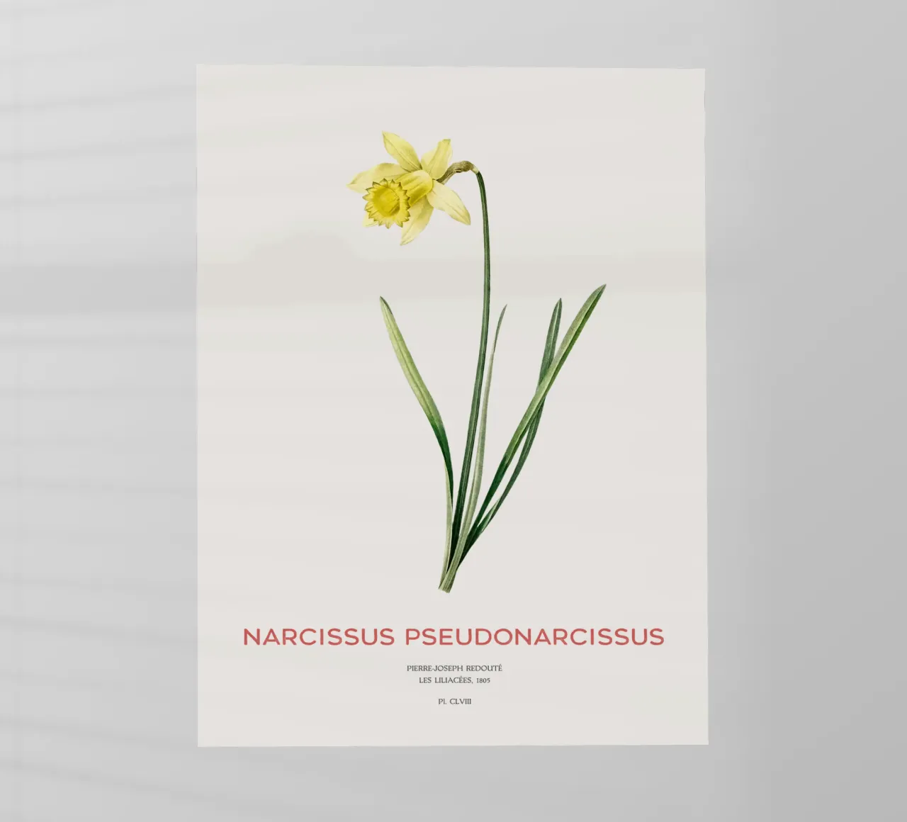 Fastenlilie oder Narcissus pseudonarcissus Backlit Folie von Vintagrafica