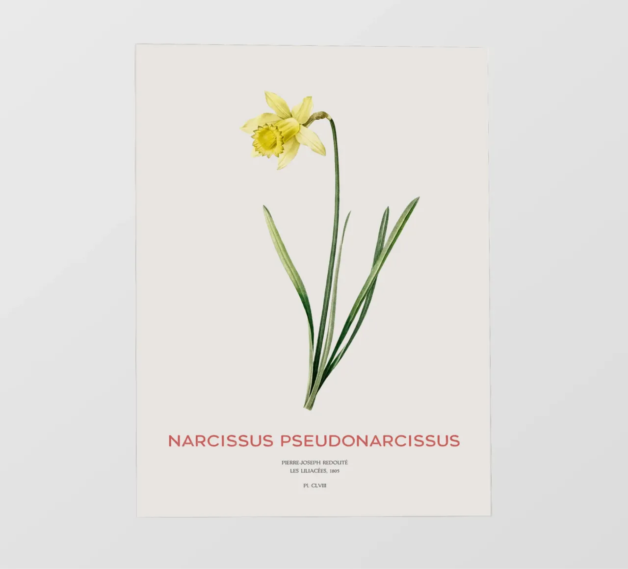 Fastenlilie oder Narcissus pseudonarcissus Backlit Folie von Vintagrafica