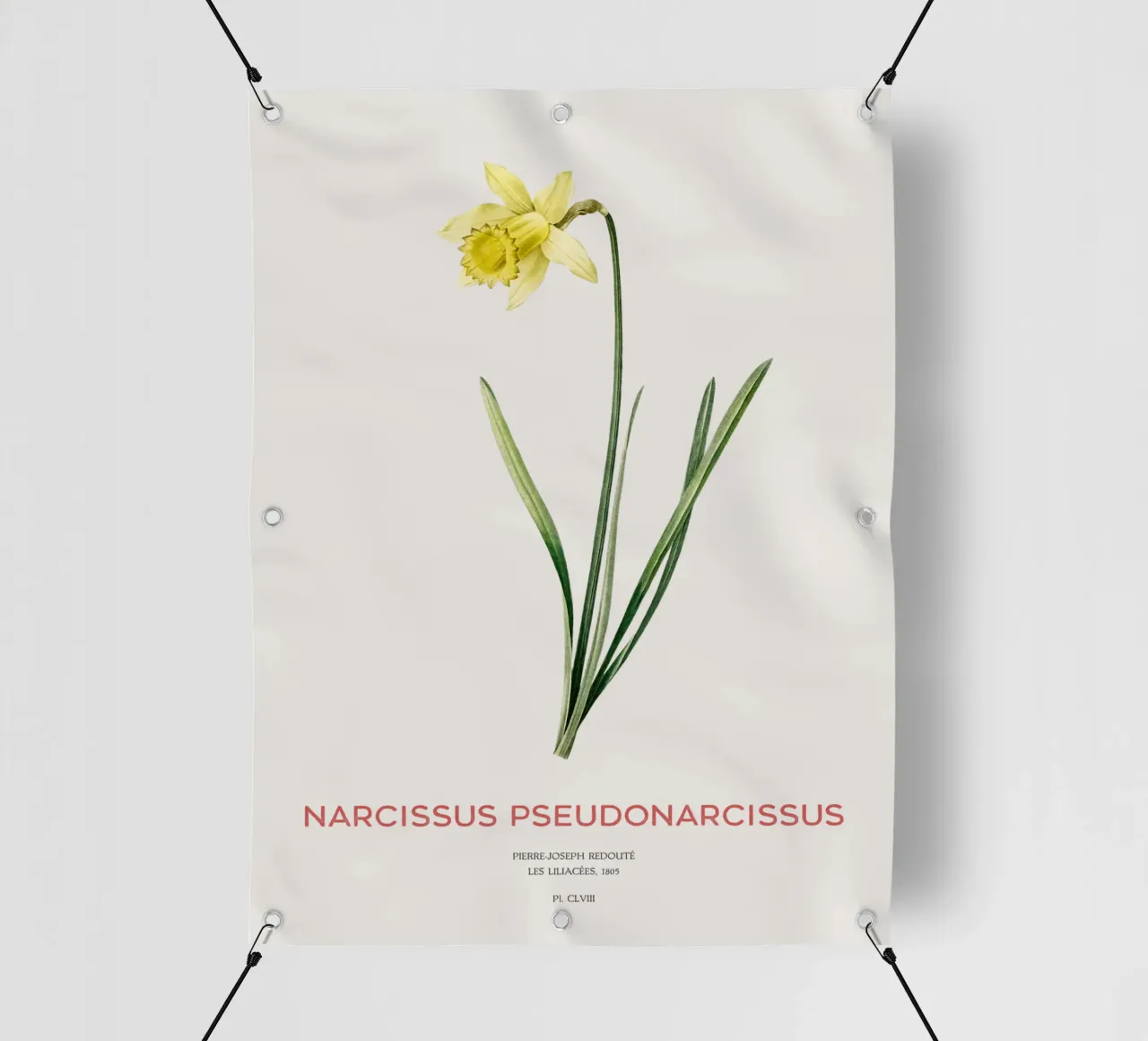 Fastenlilie oder Narcissus pseudonarcissus PVC Plane von Vintagrafica