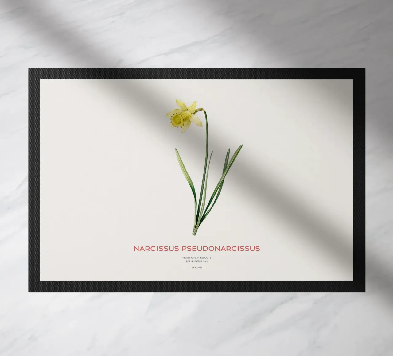 Giglio della quaresima o Narcissus pseudonarcissus zerbino da Vintagrafica