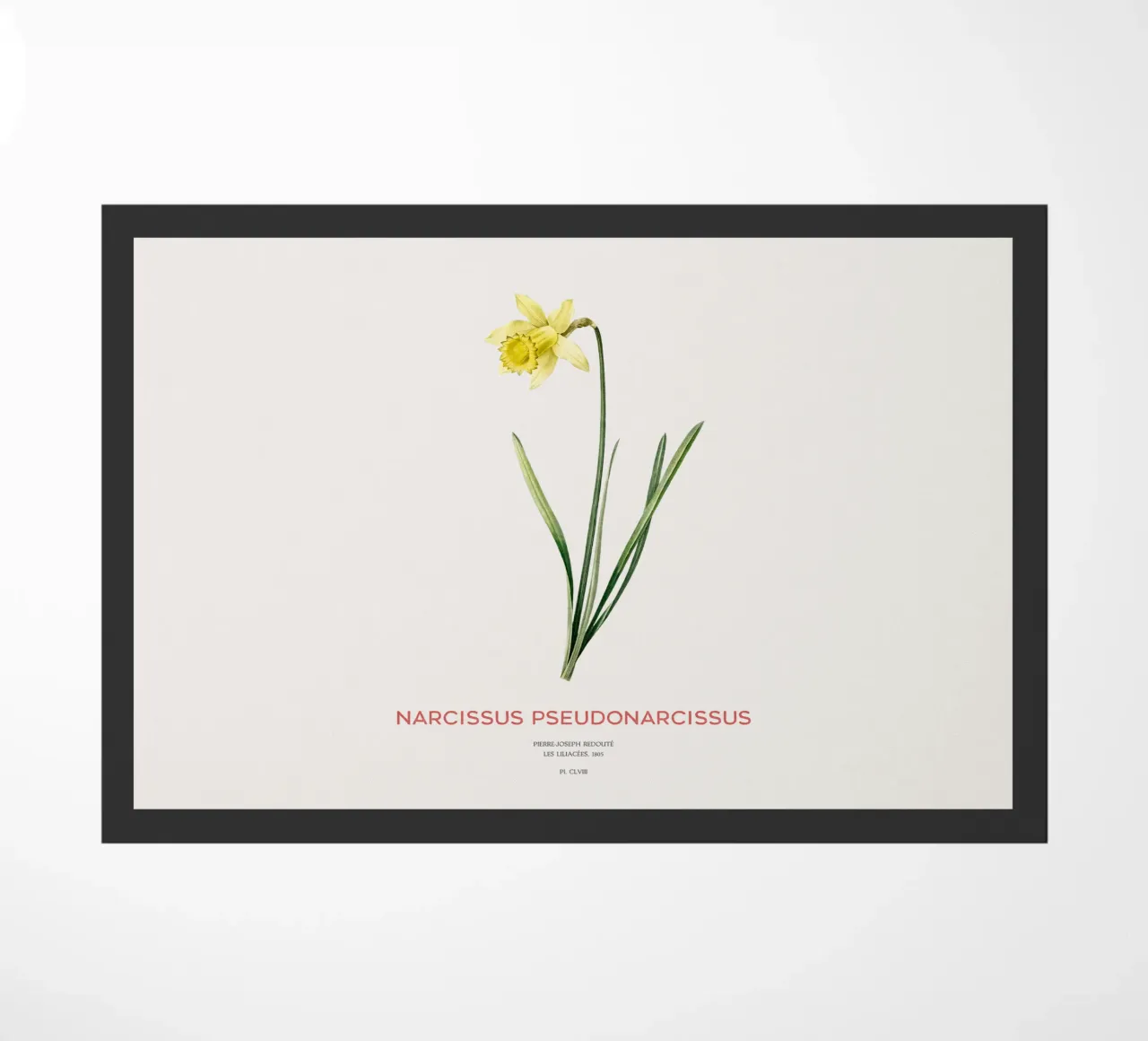 Giglio della quaresima o Narcissus pseudonarcissus zerbino da Vintagrafica