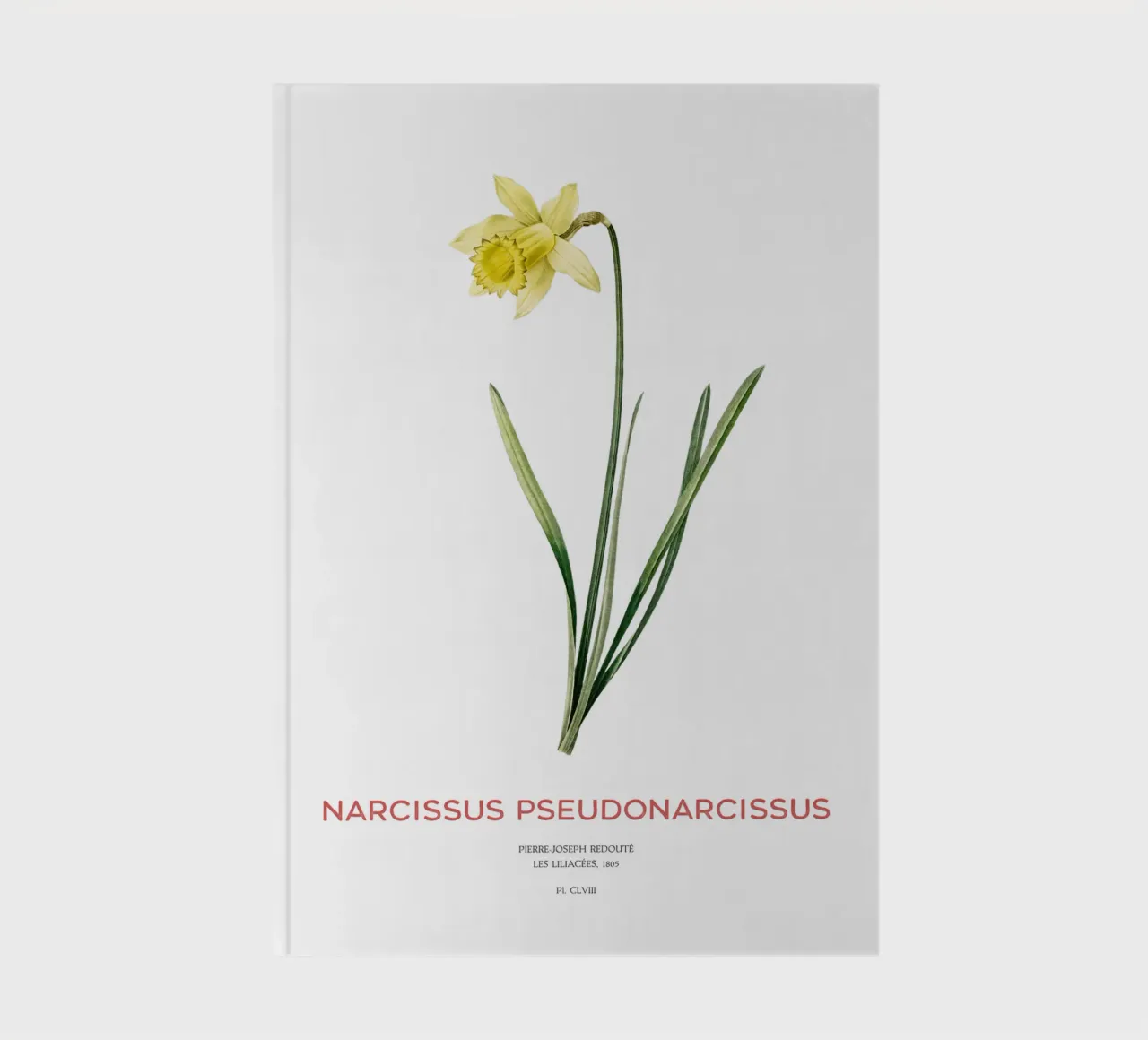 Giglio della quaresima o Narcissus pseudonarcissus diario da Vintagrafica