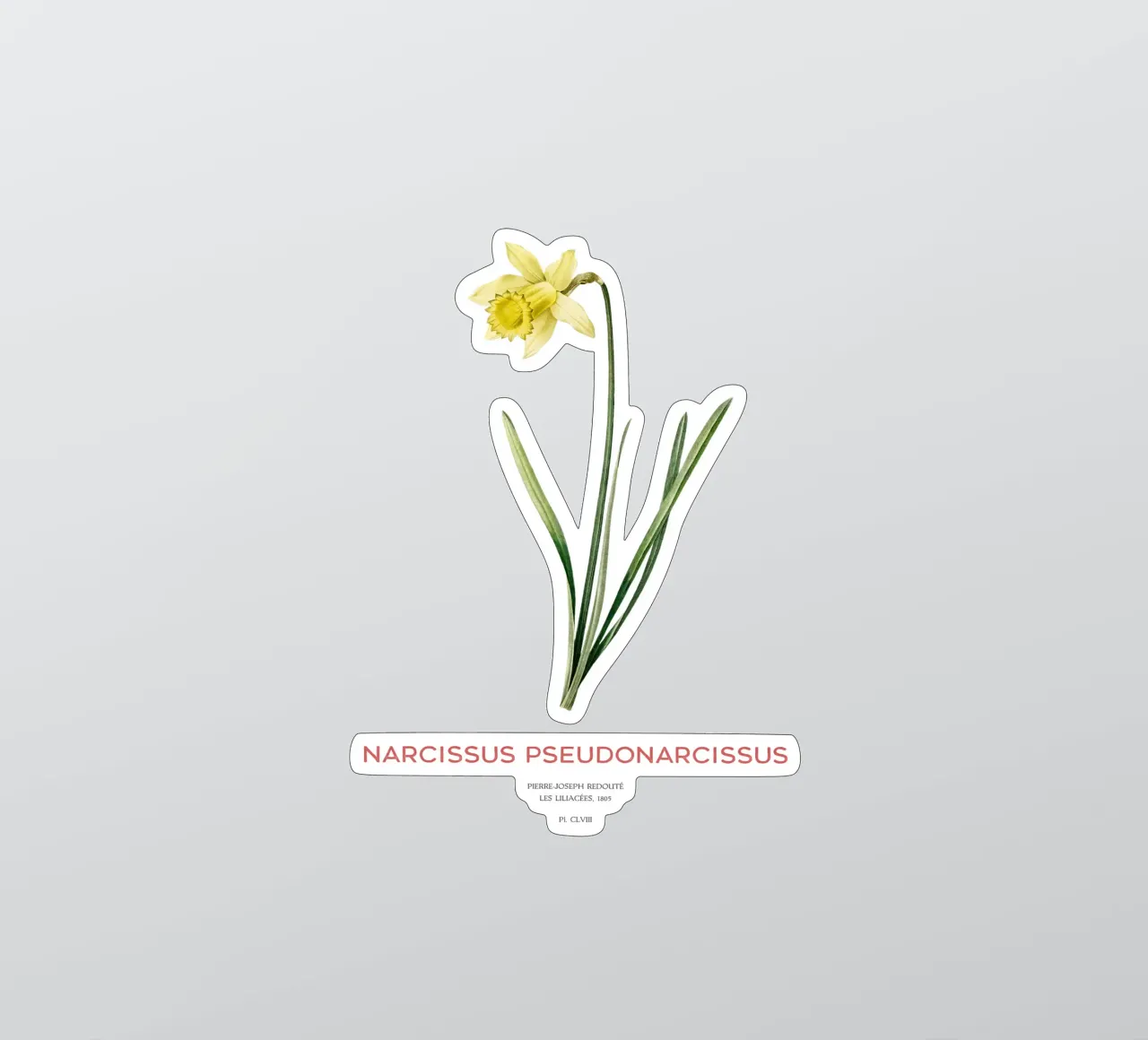 Fastenlilie oder Narcissus pseudonarcissus Sticker von Vintagrafica
