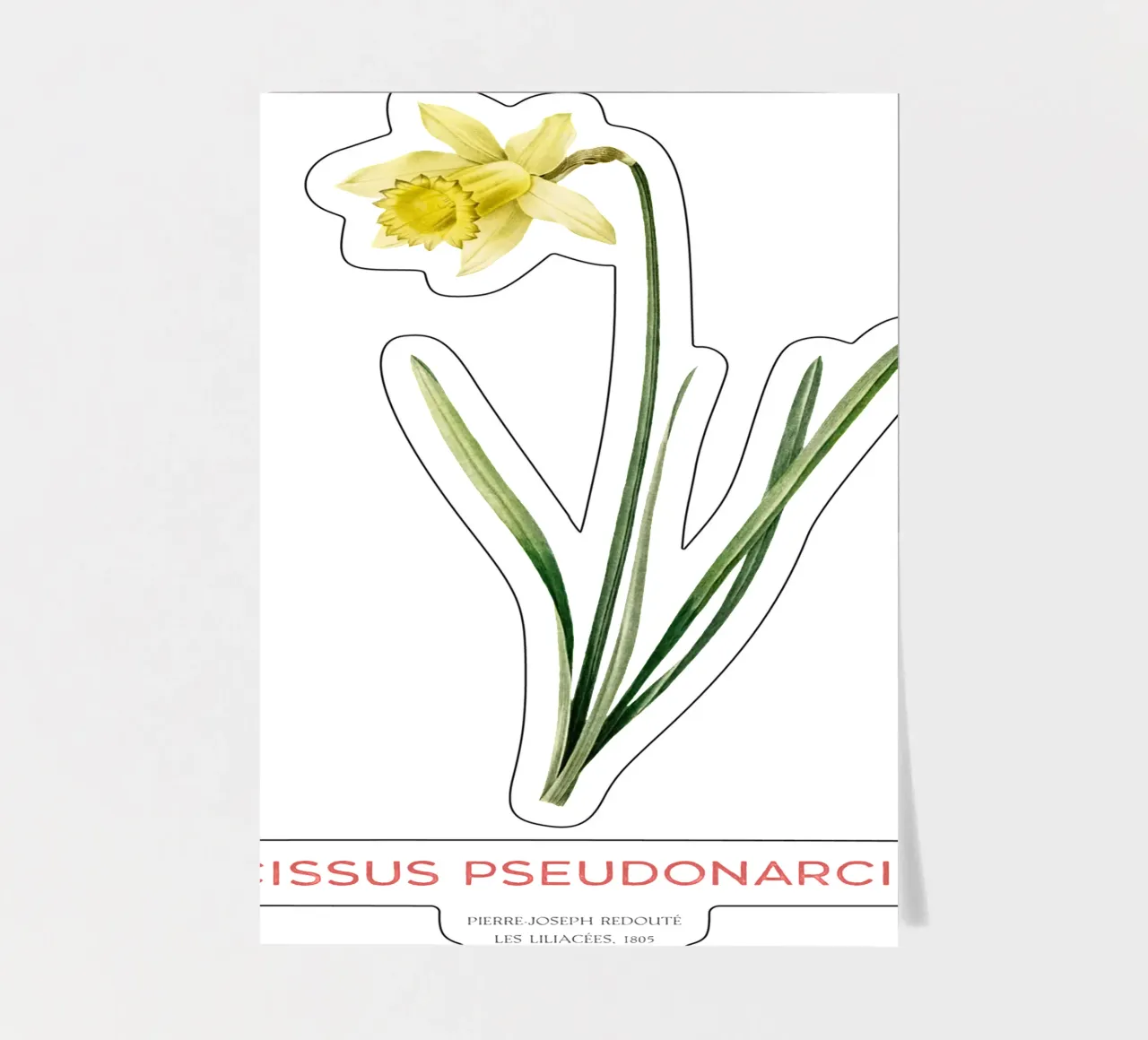 Giglio della quaresima o Narcissus pseudonarcissus foglio adesivo da Vintagrafica