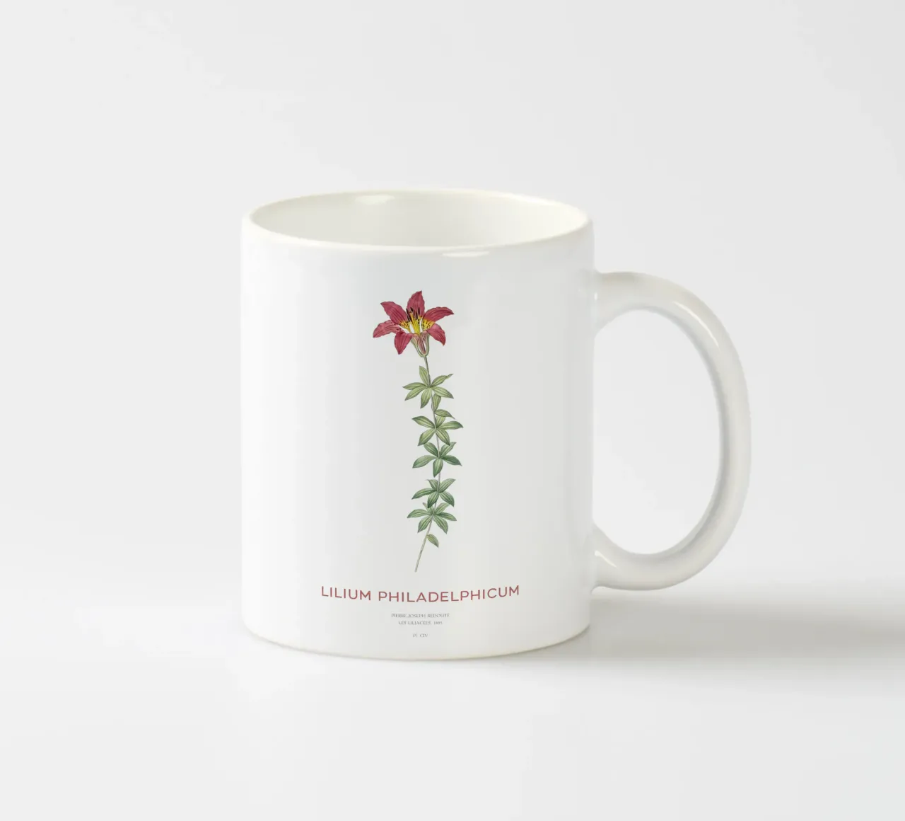 Giglio di Filadelfia o Lilium philadelphicum tazza in ceramica da Vintagrafica