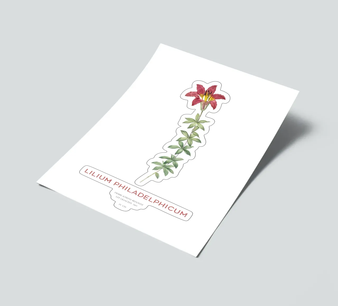 Philadelphia-Lilie oder Lilium philadelphicum Stickerbogen von Vintagrafica
