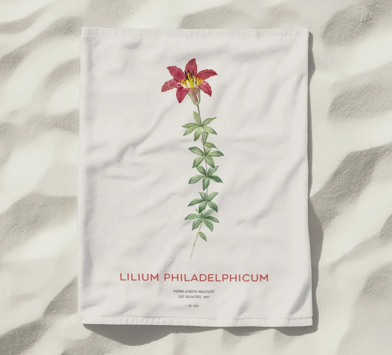 Giglio di Filadelfia o Lilium philadelphicum telo mare da Vintagrafica