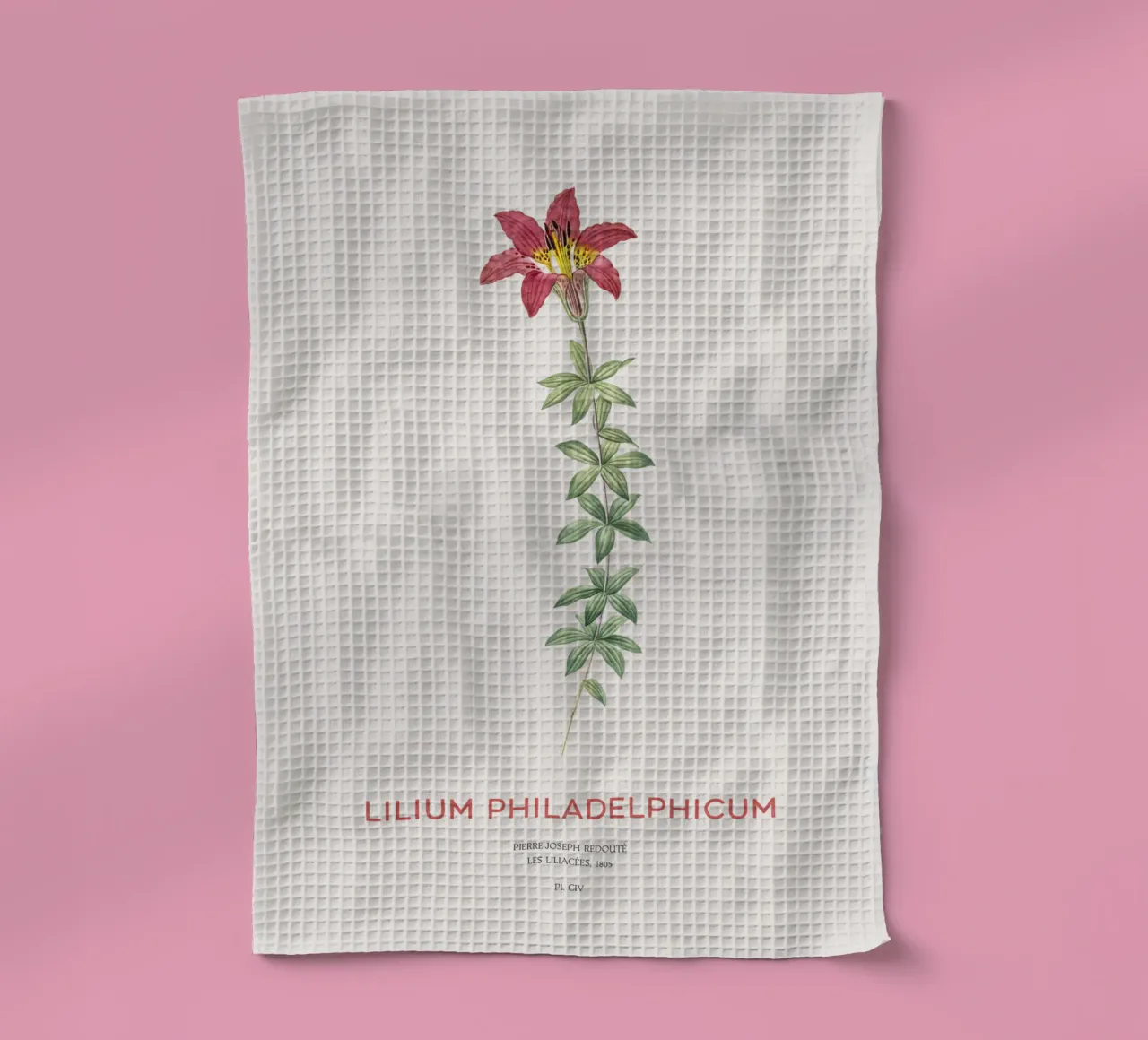 Giglio di Filadelfia o Lilium philadelphicum canovaccio da cucina da Vintagrafica