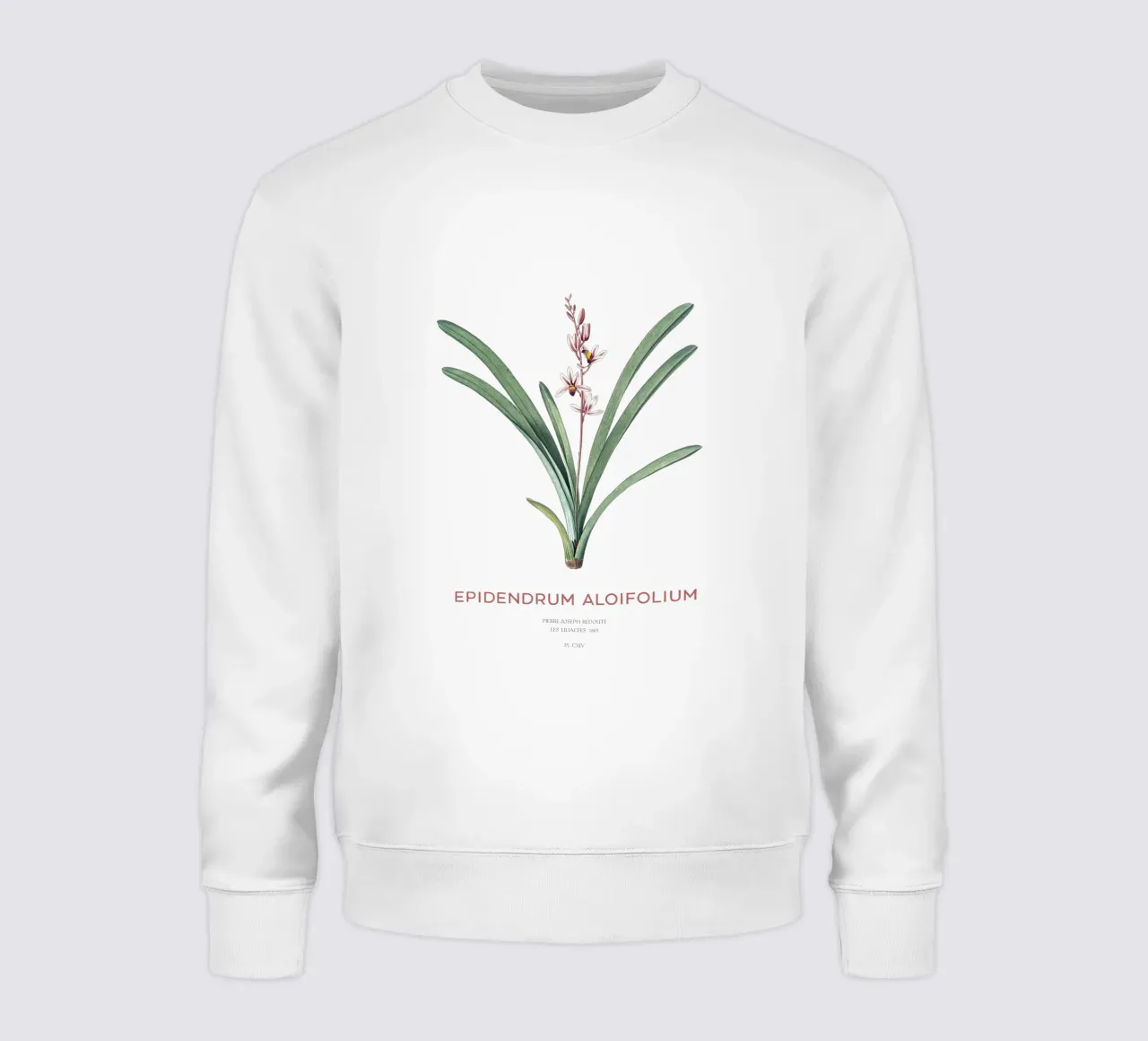 Aloe-blättriges Cymbidium oder Epidendrum aloifolium Sweatshirt von Vintagrafica