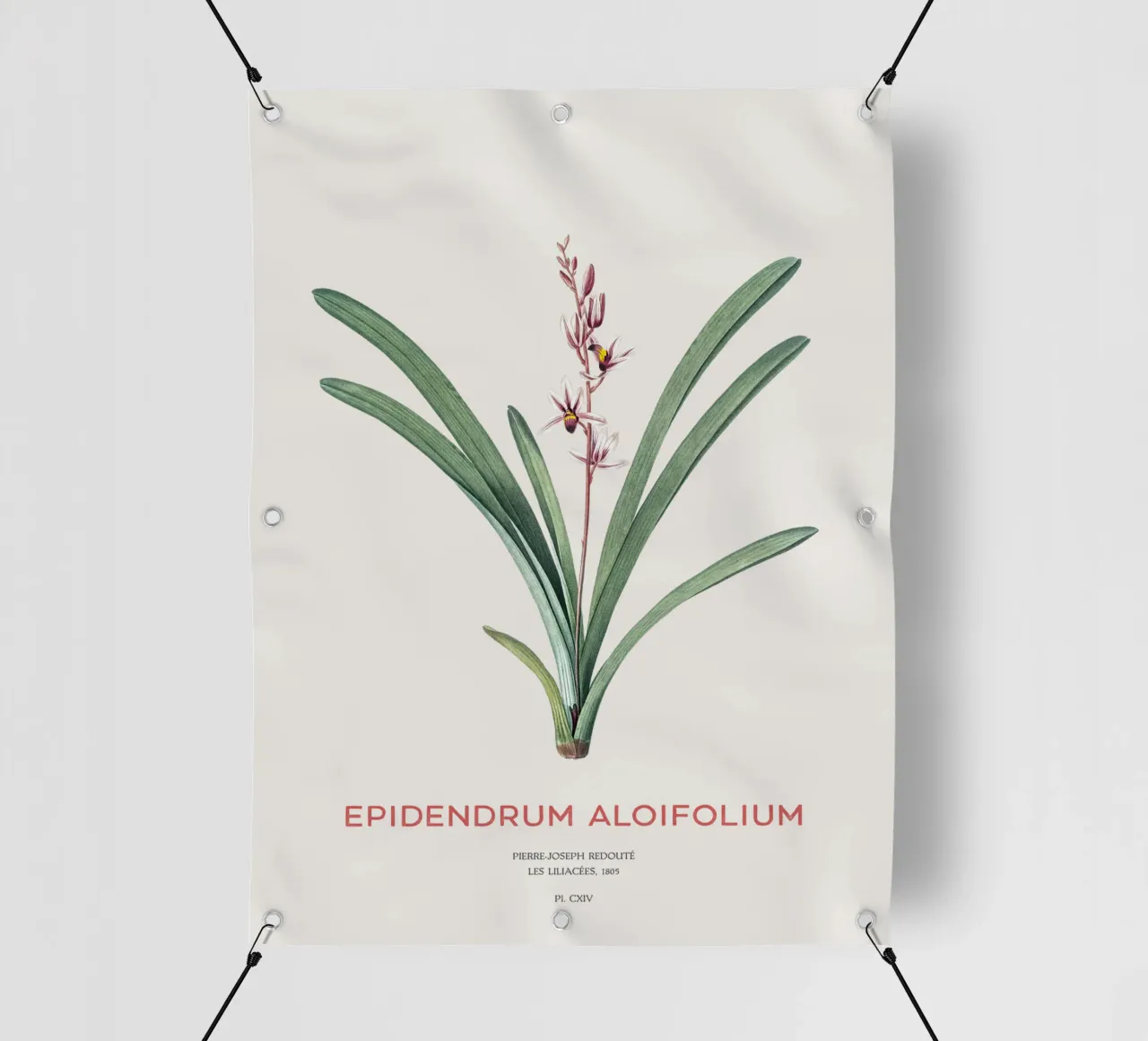 Aloe-blättriges Cymbidium oder Epidendrum aloifolium PVC Plane von Vintagrafica