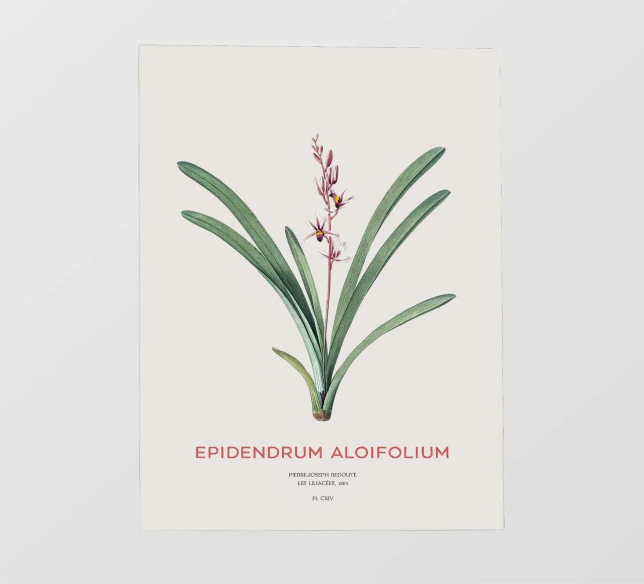 Aloe-blättriges Cymbidium oder Epidendrum aloifolium PVC Plane von Vintagrafica