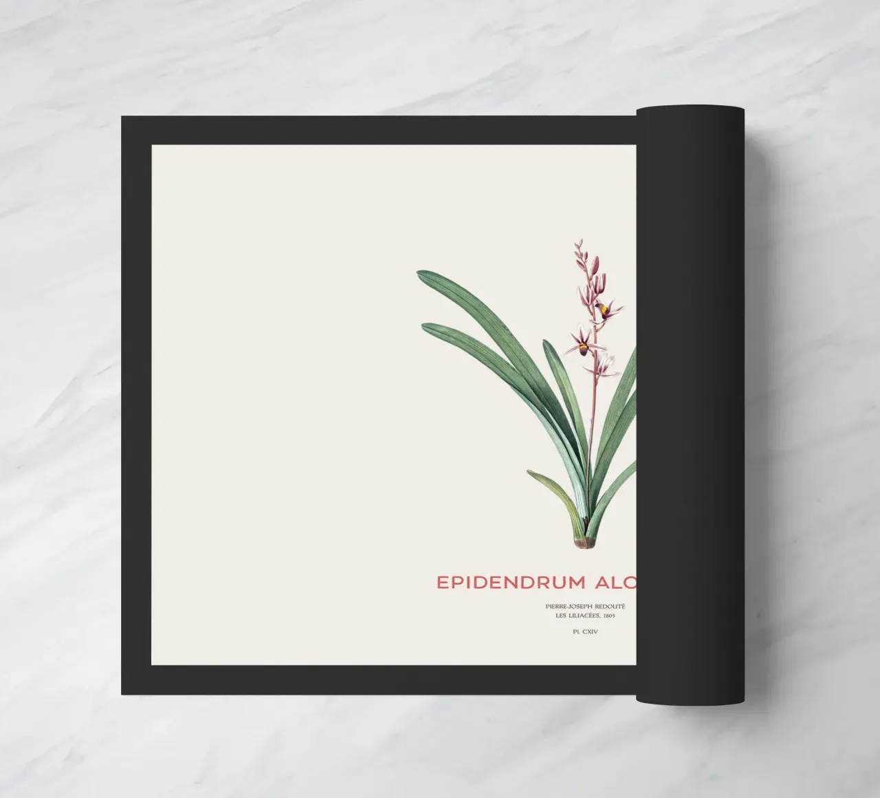 Aloe-blättriges Cymbidium oder Epidendrum aloifolium Fußmatte von Vintagrafica