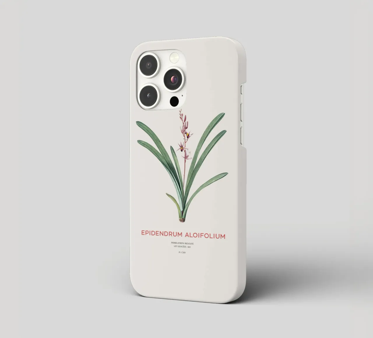 Aloe-blättriges Cymbidium oder Epidendrum aloifolium iPhone Hülle von Vintagrafica