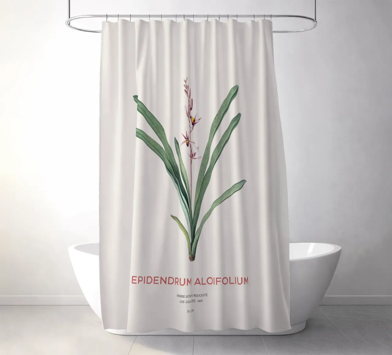 Aloe-blättriges Cymbidium oder Epidendrum aloifolium Duschvorhang von Vintagrafica