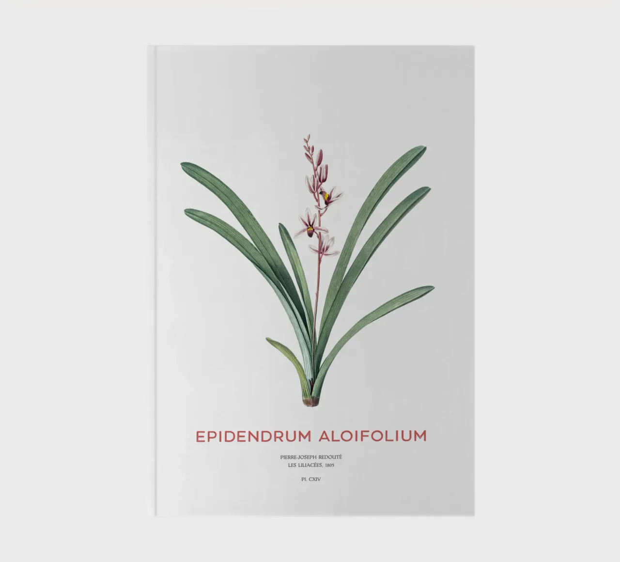 Aloe-leafed cymbidium or Epidendrum aloifolium notebook by Vintagrafica