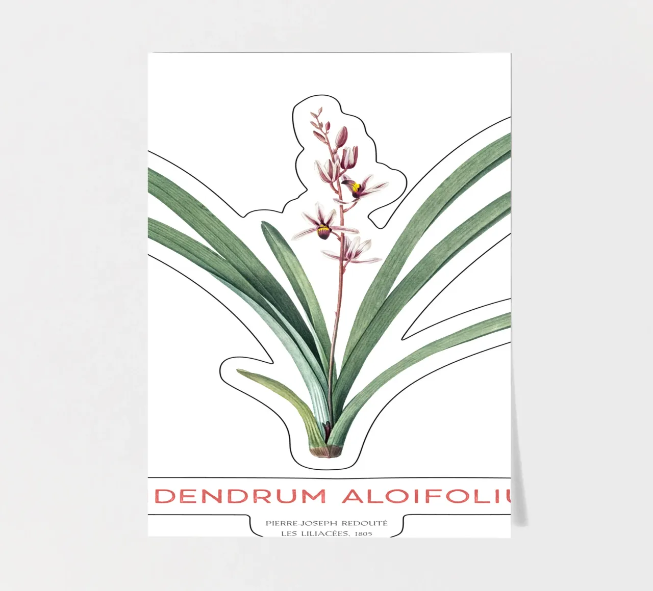 Aloe-blättriges Cymbidium oder Epidendrum aloifolium Stickerbogen von Vintagrafica