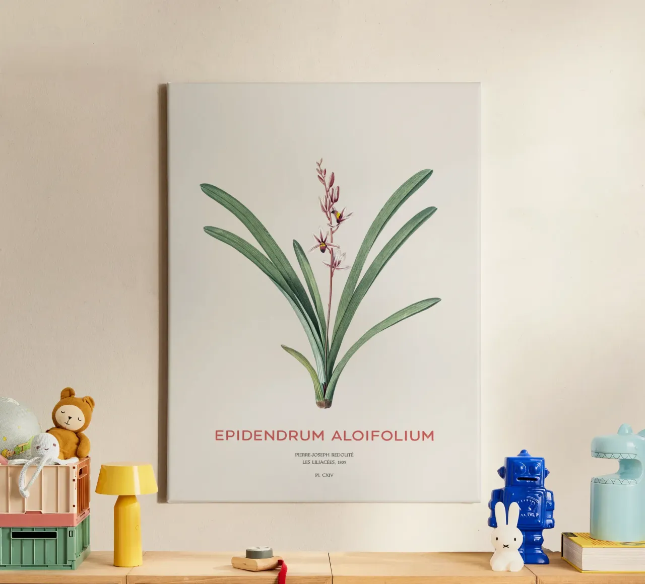 Aloe-blättriges Cymbidium oder Epidendrum aloifolium Leinwand von Vintagrafica